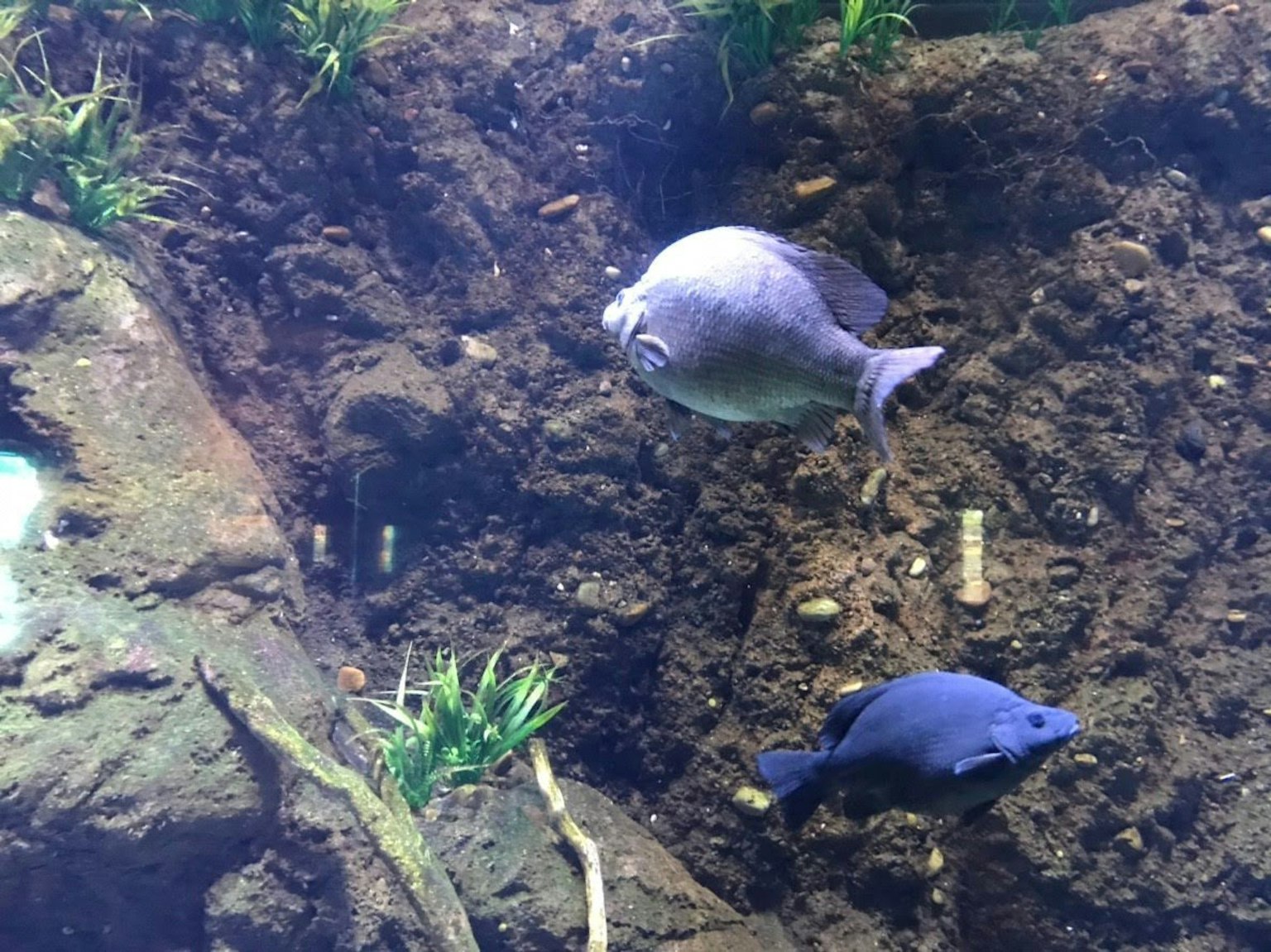 Deux poissons nageant près de rochers et de plantes aquatiques