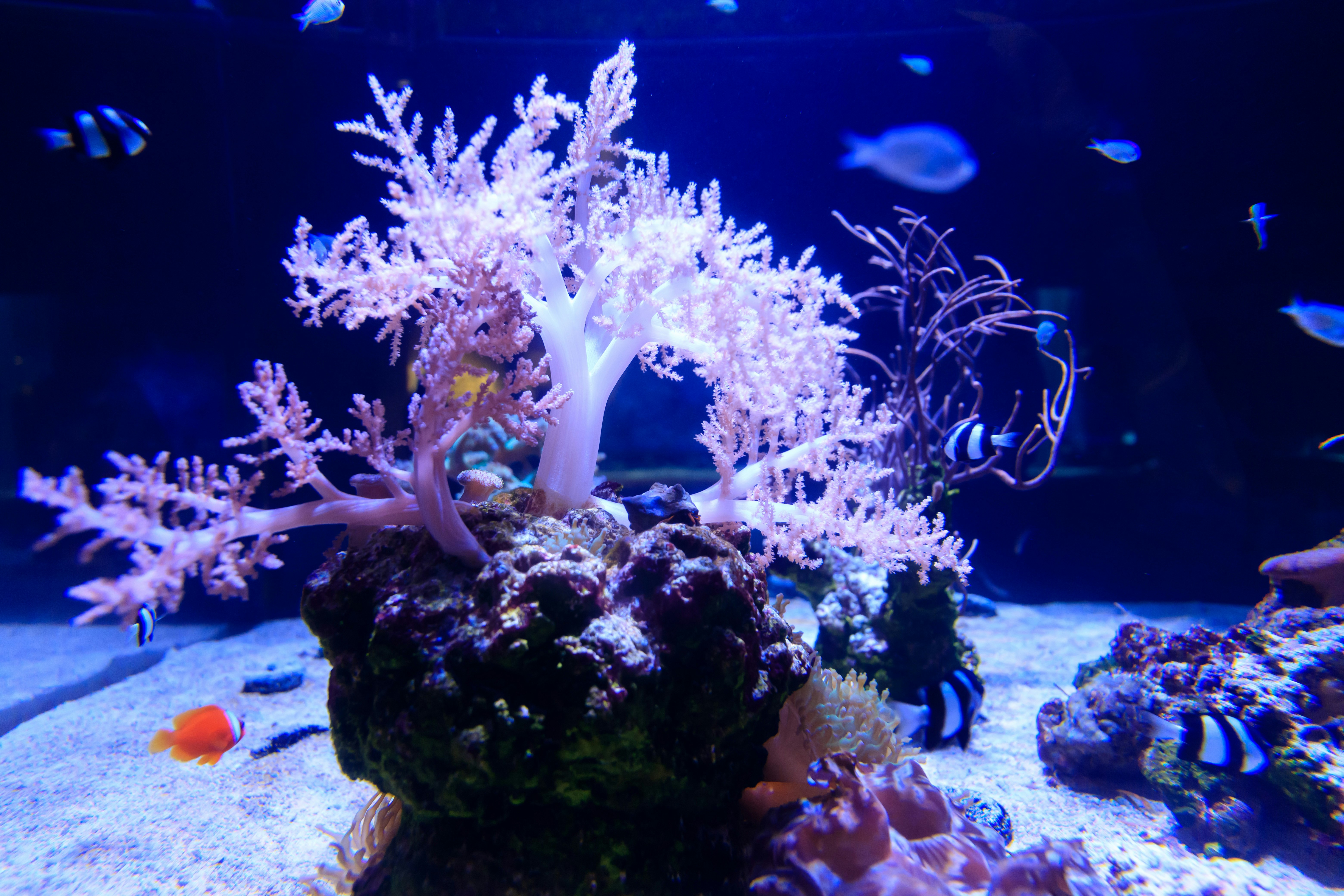 underwater aquarium scene with branching coral and marine life