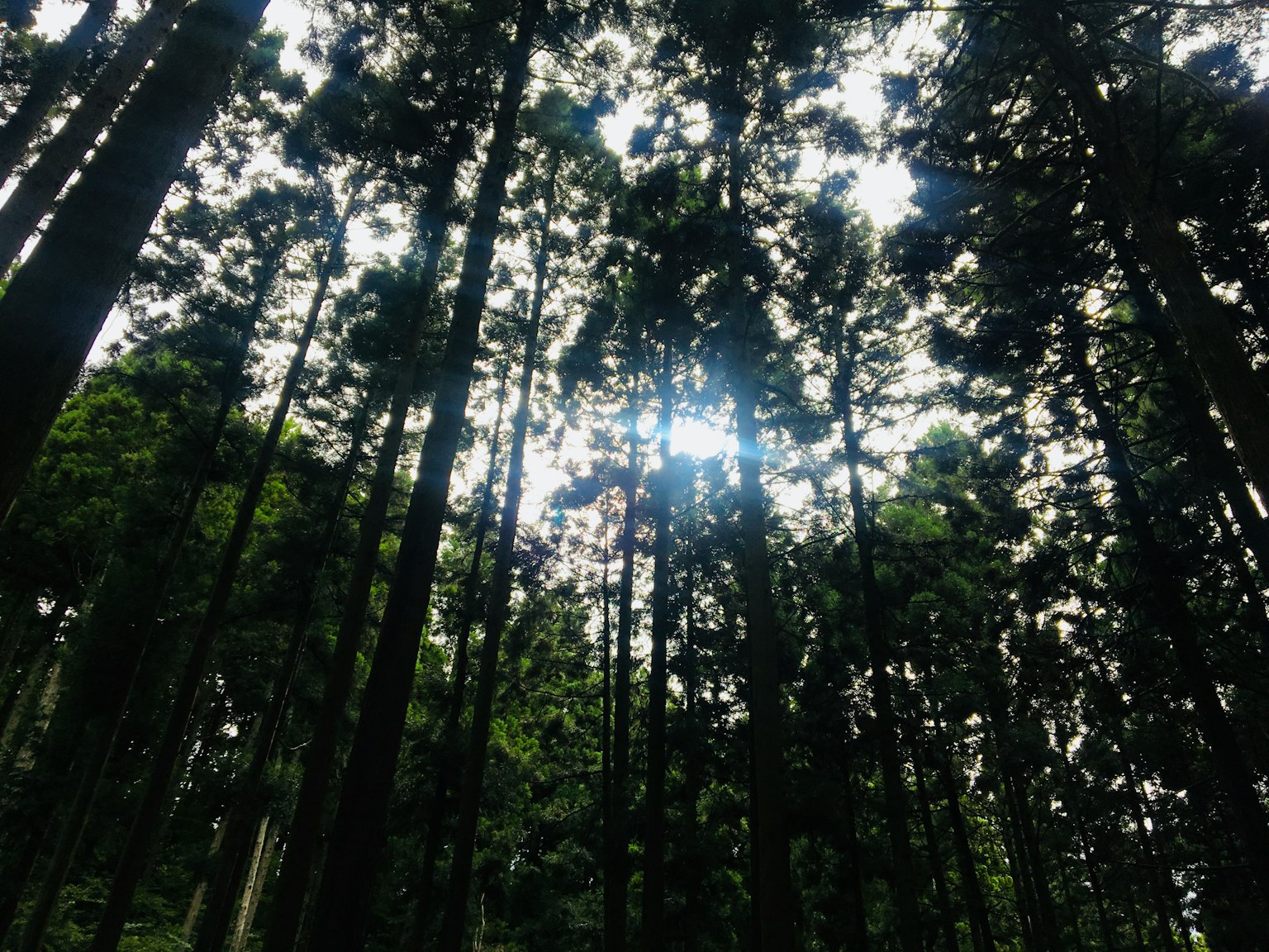 Lumière du soleil filtrant à travers de grands arbres dans une forêt dense