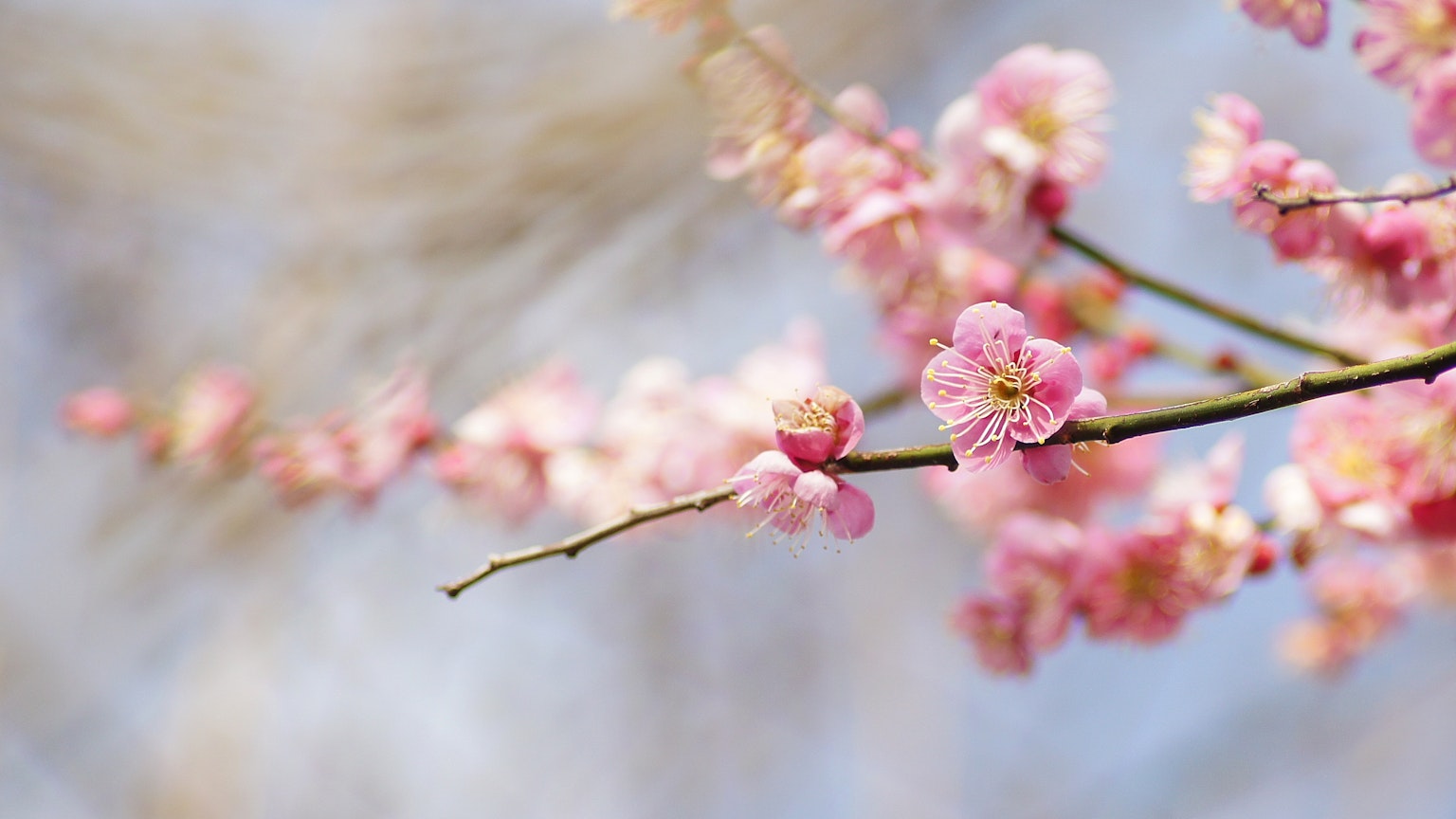 樱花树枝特写，粉色花朵