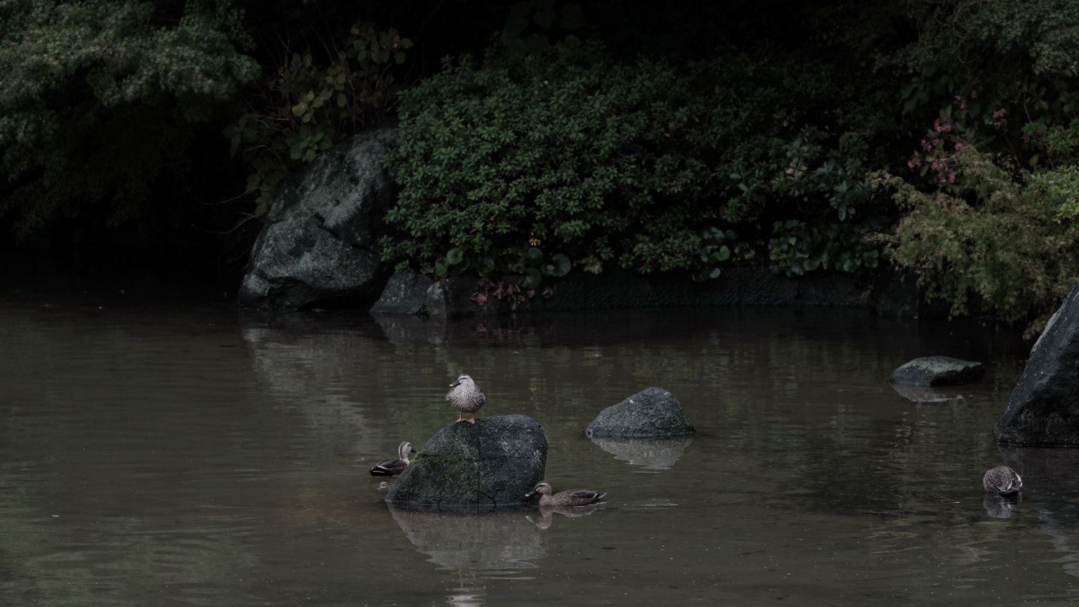 A tranquil scene with rocks floating on the water surrounded by green plants