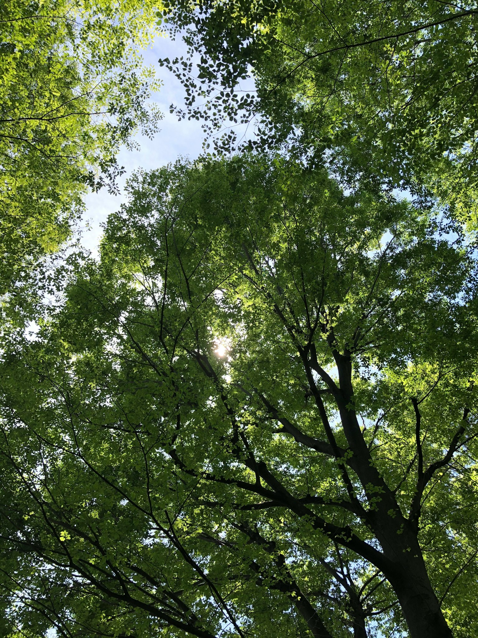 Vista di alberi verdi lussureggianti con la luce del sole che filtra tra le foglie
