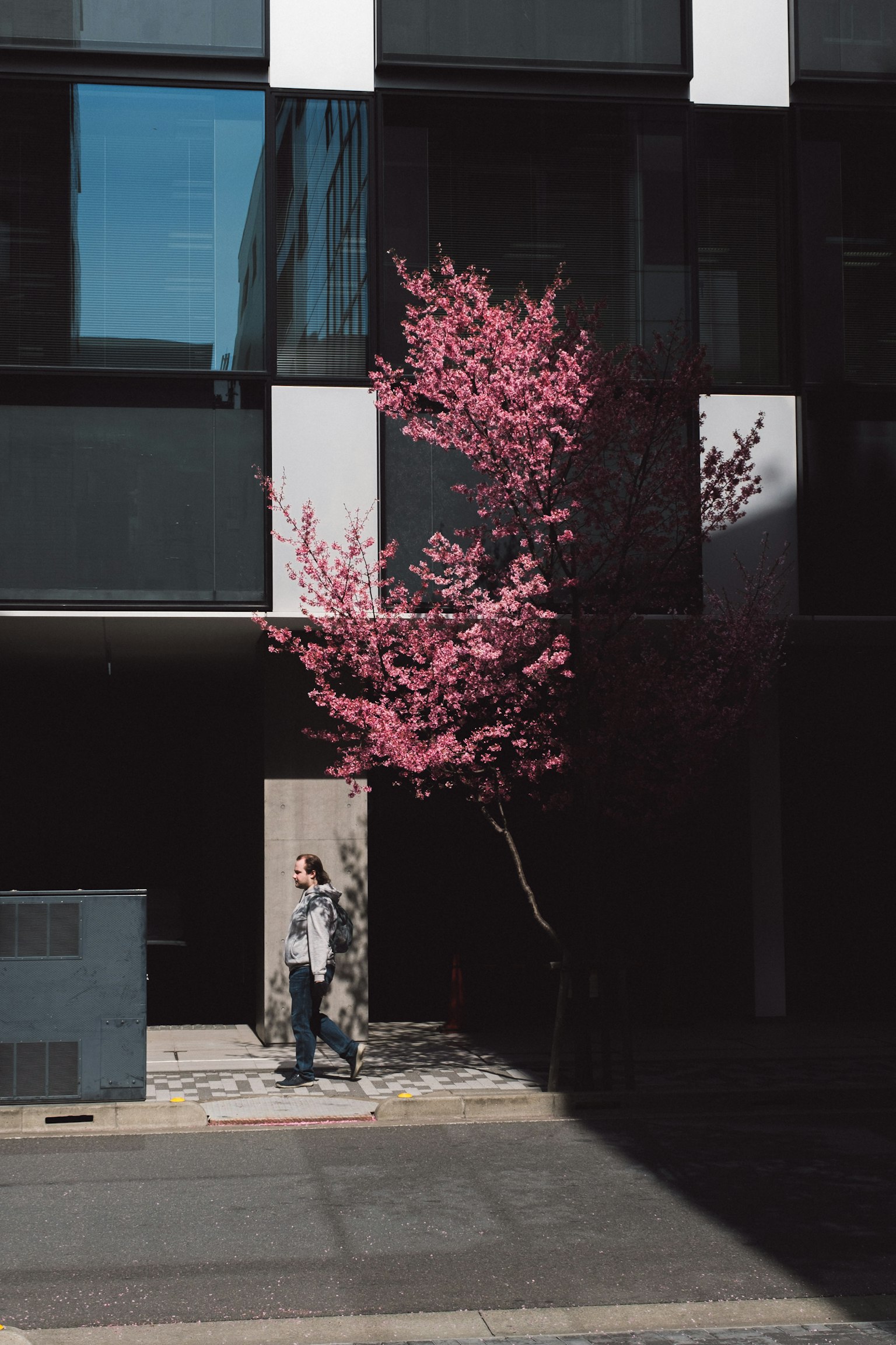在现代建筑前行走的人和粉色樱花树