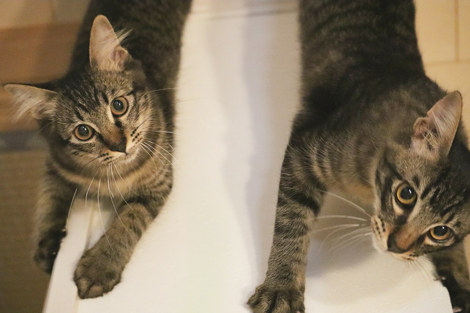 两只虎斑猫在白色表面上
