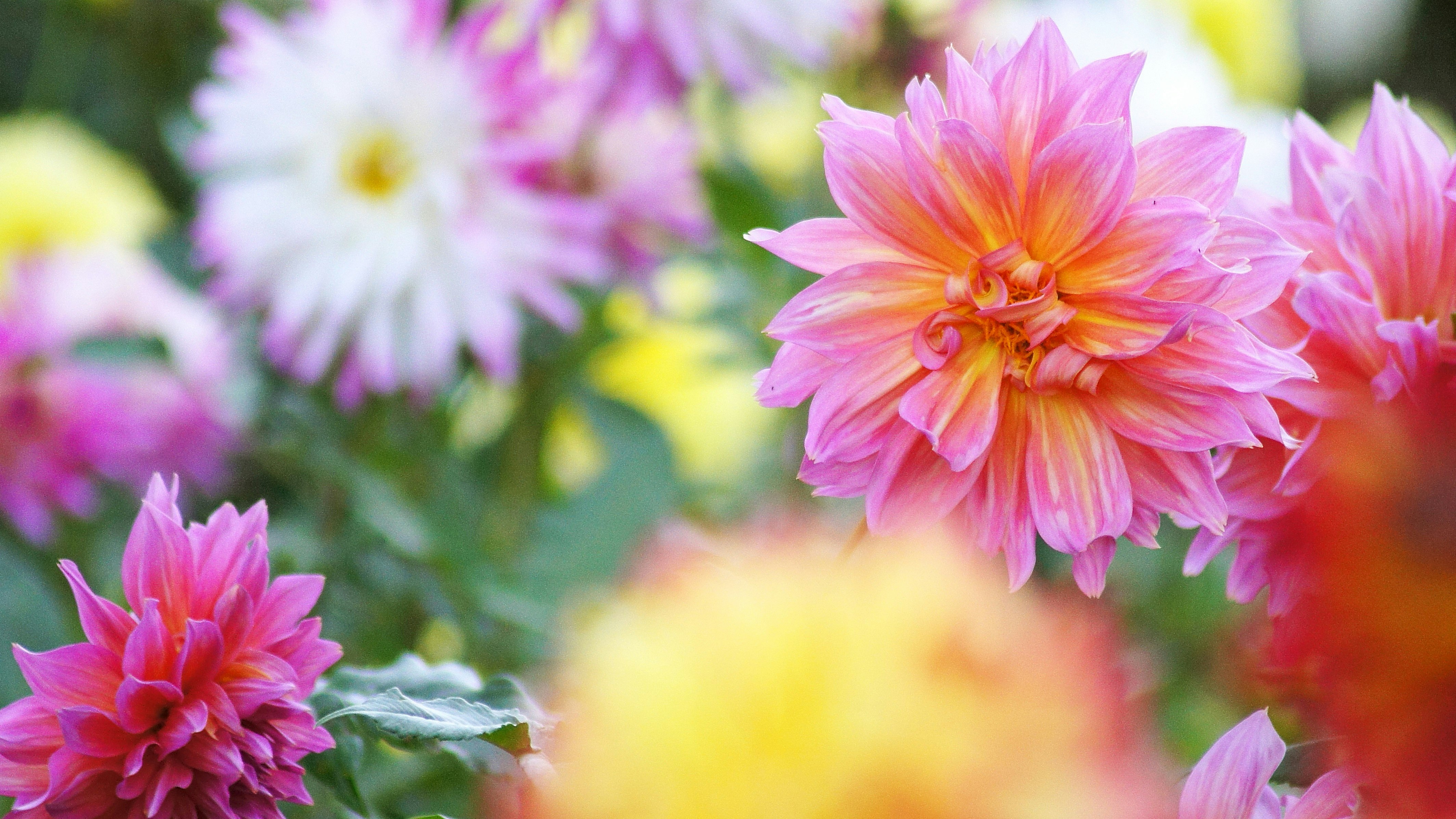 色鮮やかなダリアの花のクローズアップ