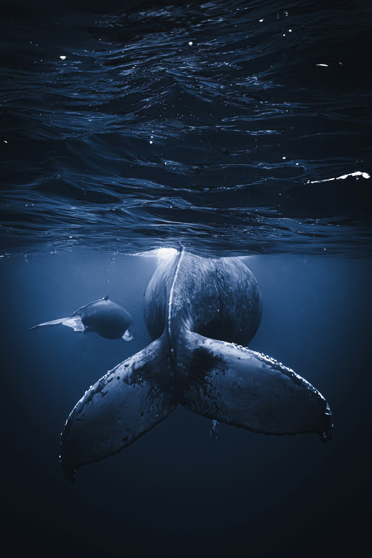 Queue de baleine immergée dans une eau bleue sombre avec des reflets de surface