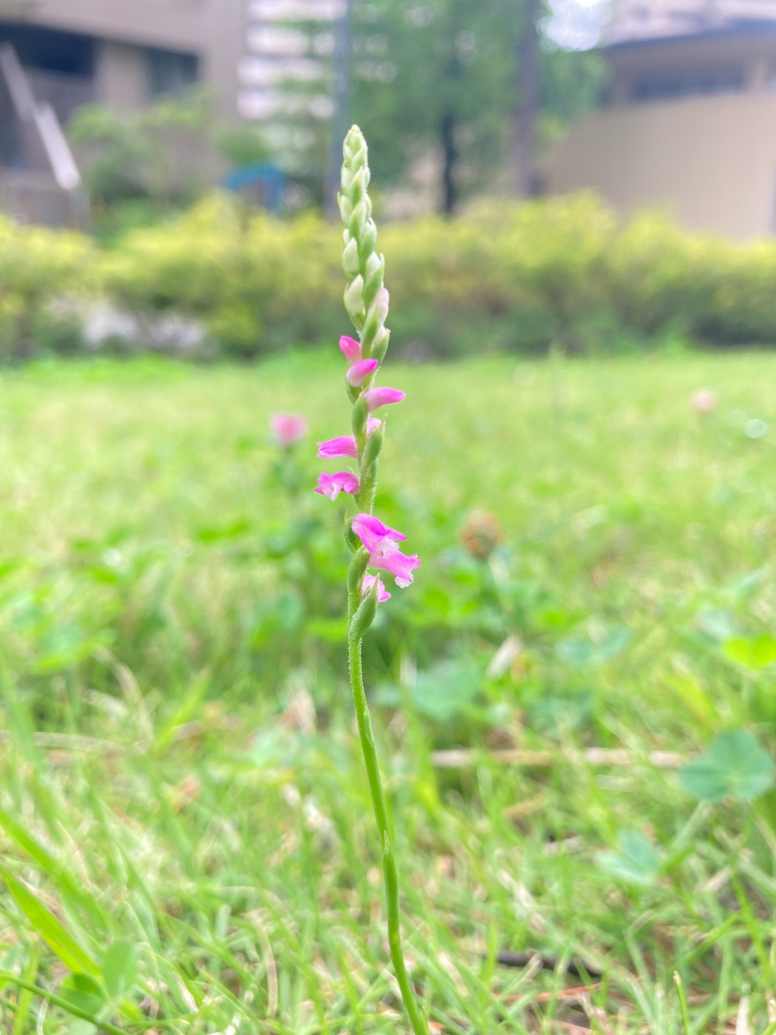 Batang hijau ramping dengan bunga merah muda berdiri di atas rumput