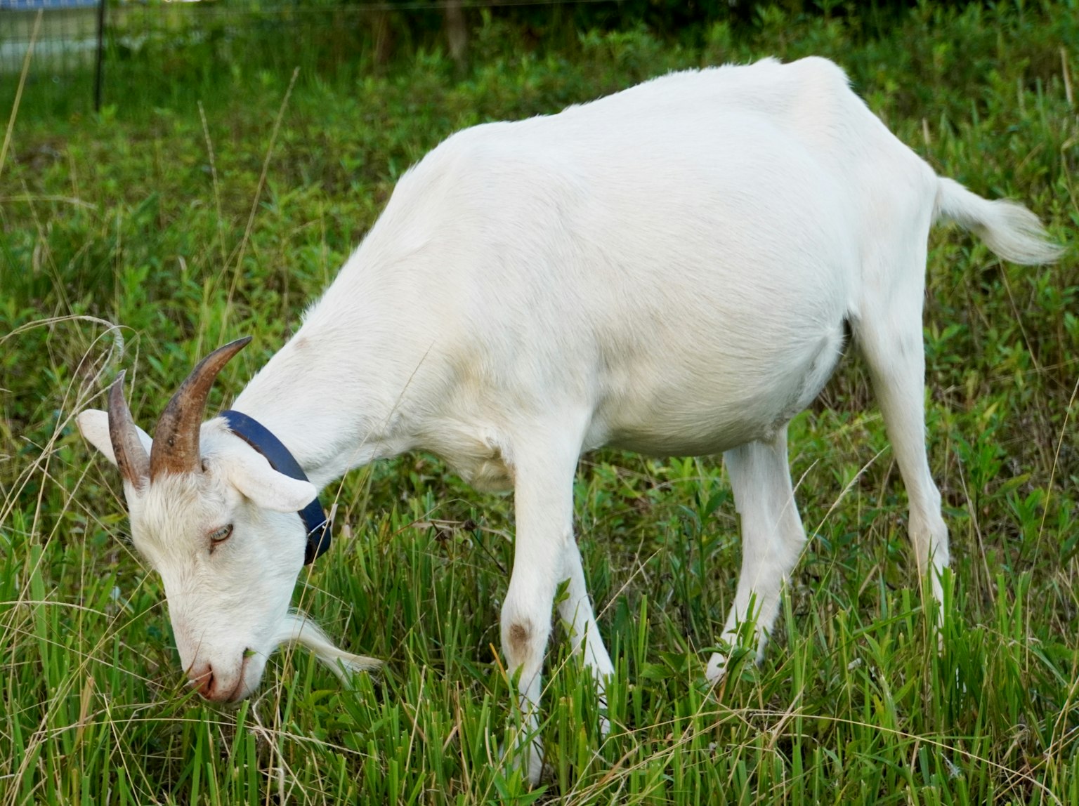 Una cabra blanca pastando en un campo verde
