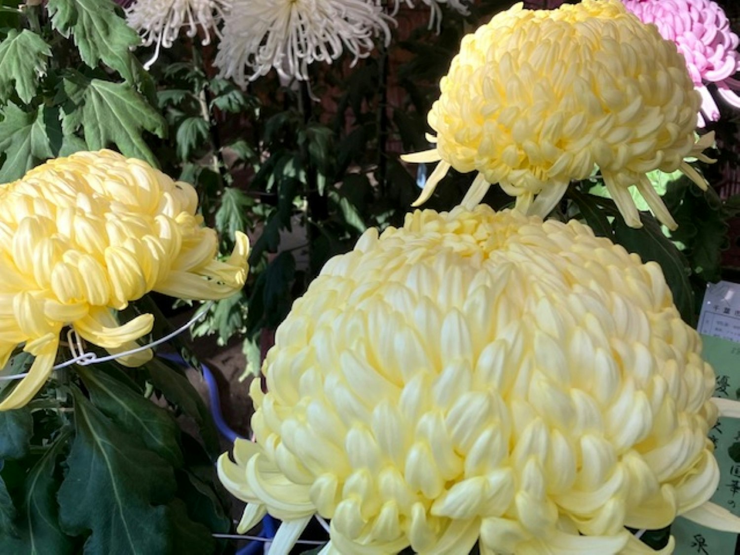 fleurs de chrysanthèmes blancs disposées comme un bouquet