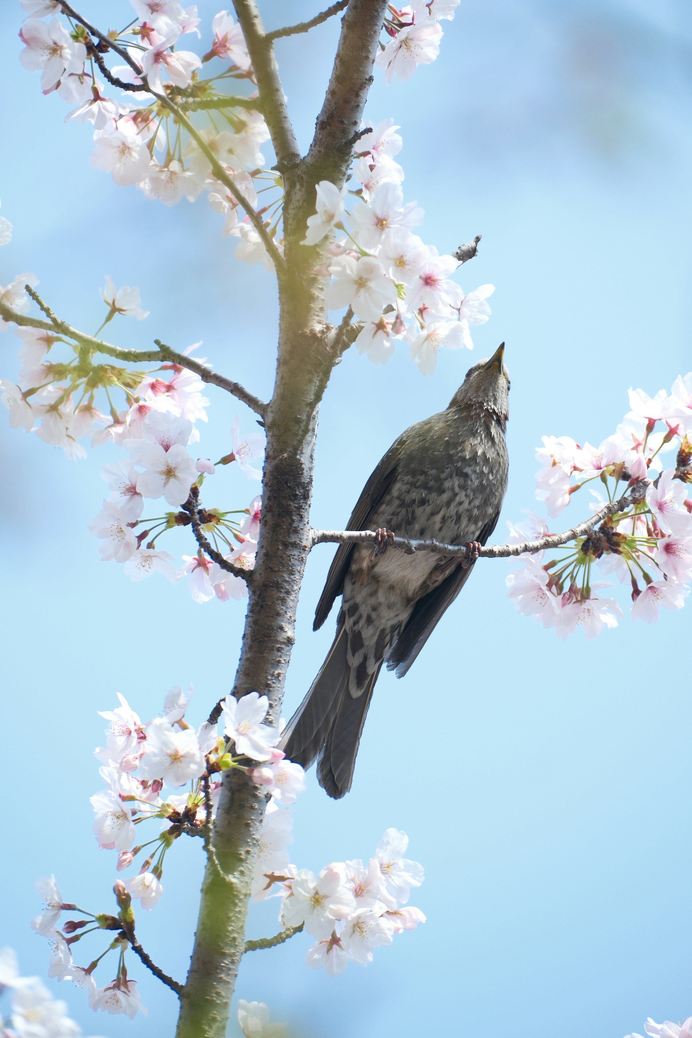 桜の枝にとまる鳥（亀城公園・刈谷市）