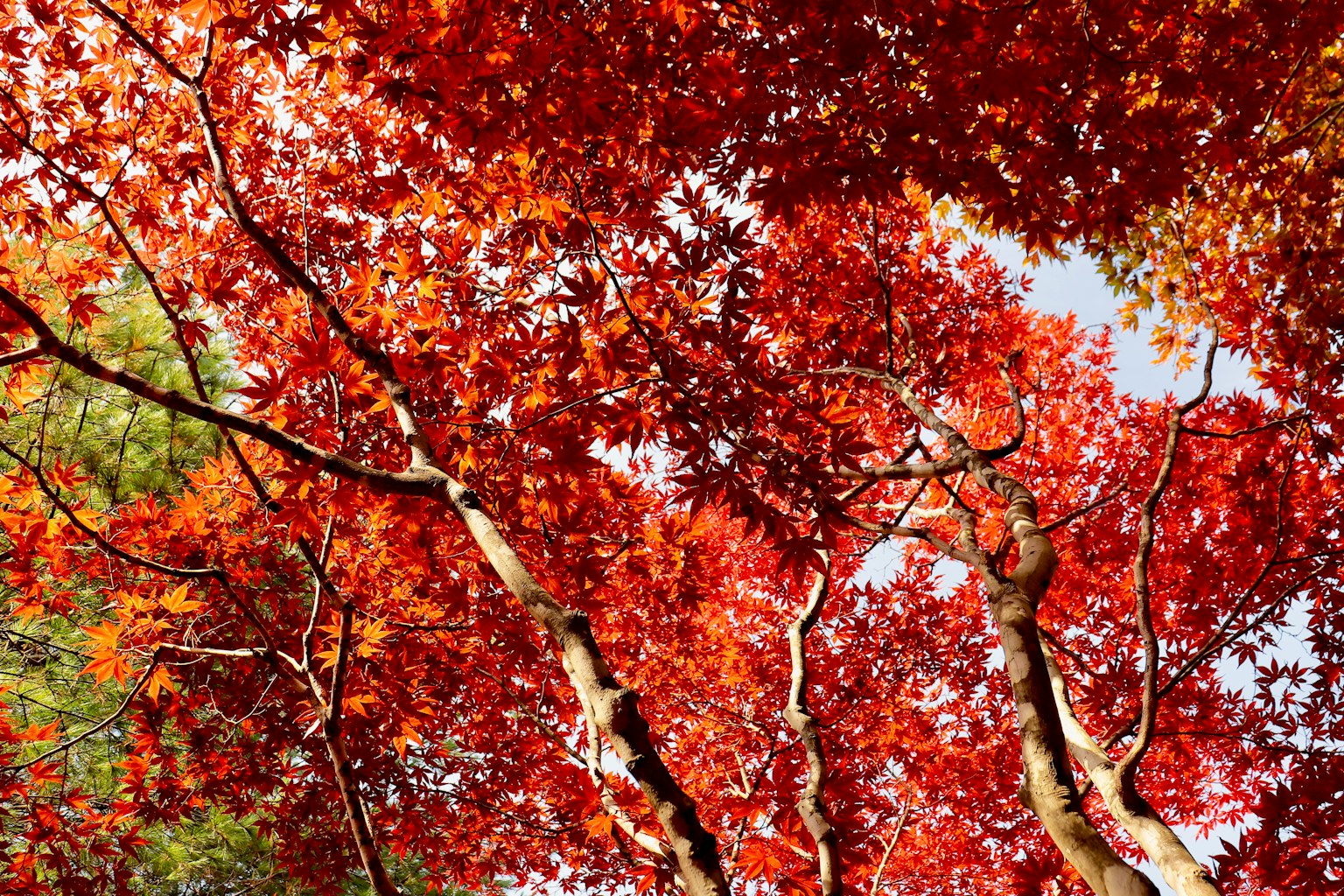 Autumn scene with vibrant red leaves and branches against a bright sky