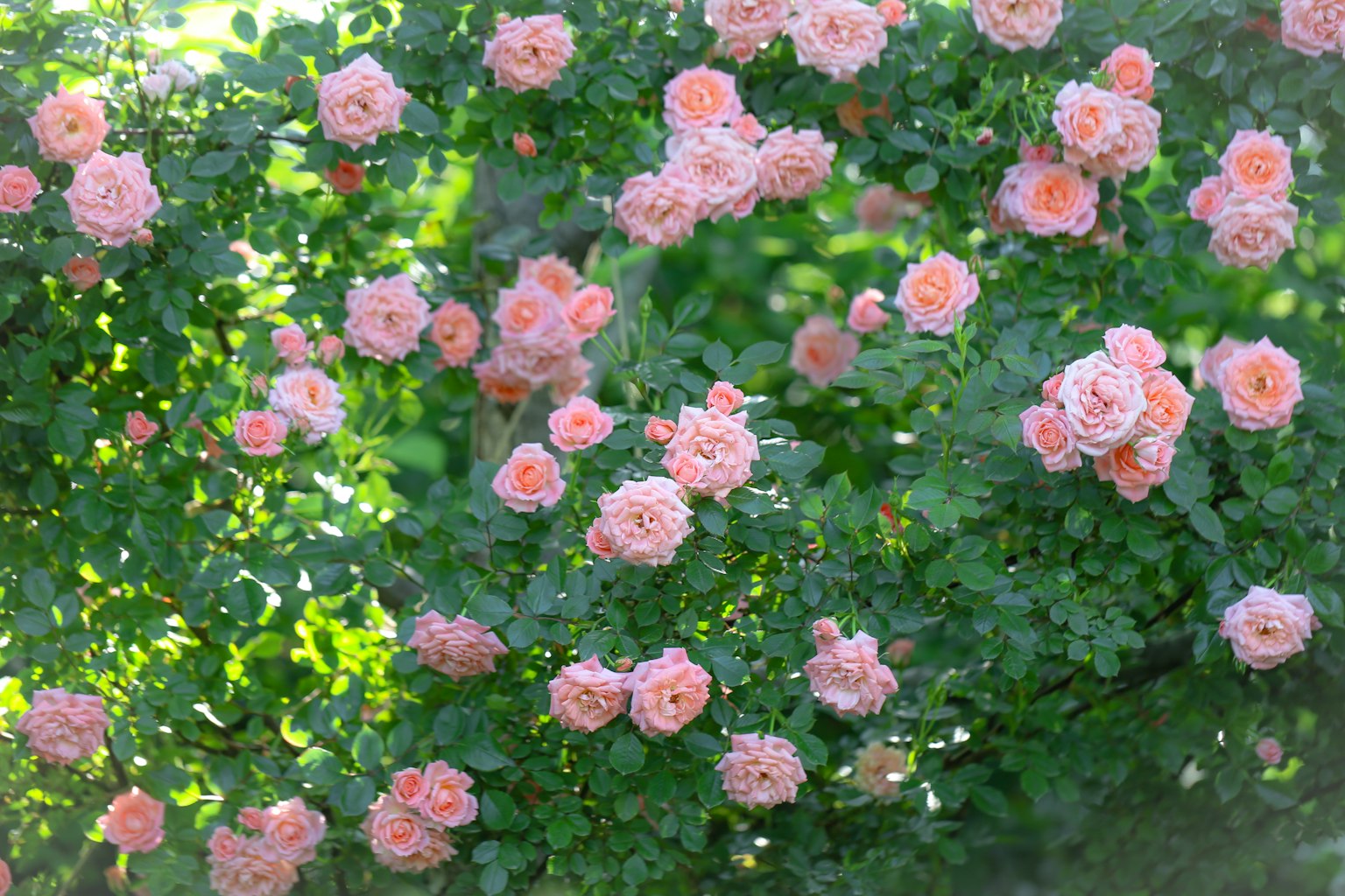 Scène magnifique de roses roses pâles fleurissant parmi des feuilles vertes