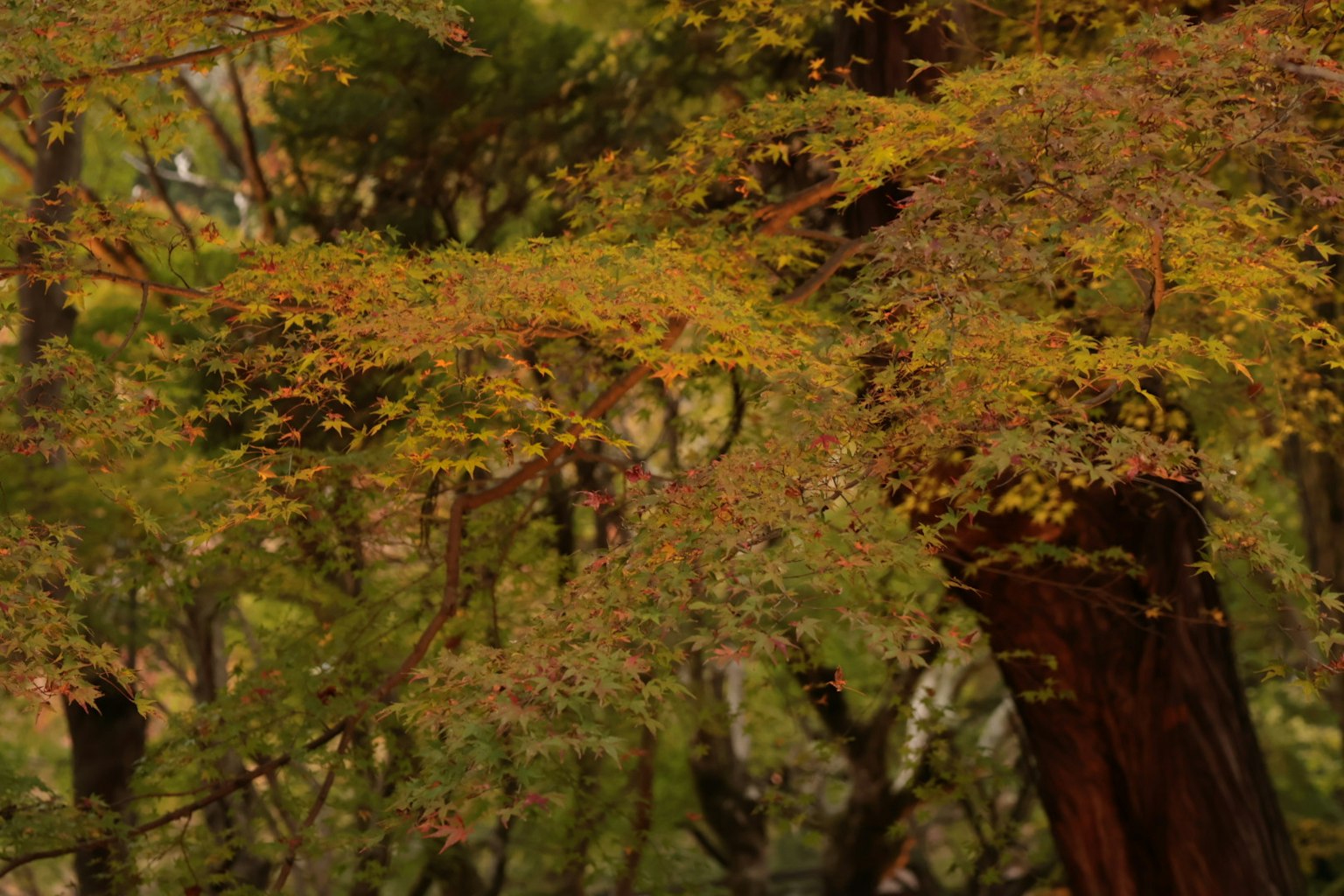 Beautiful landscape of trees with autumn foliage