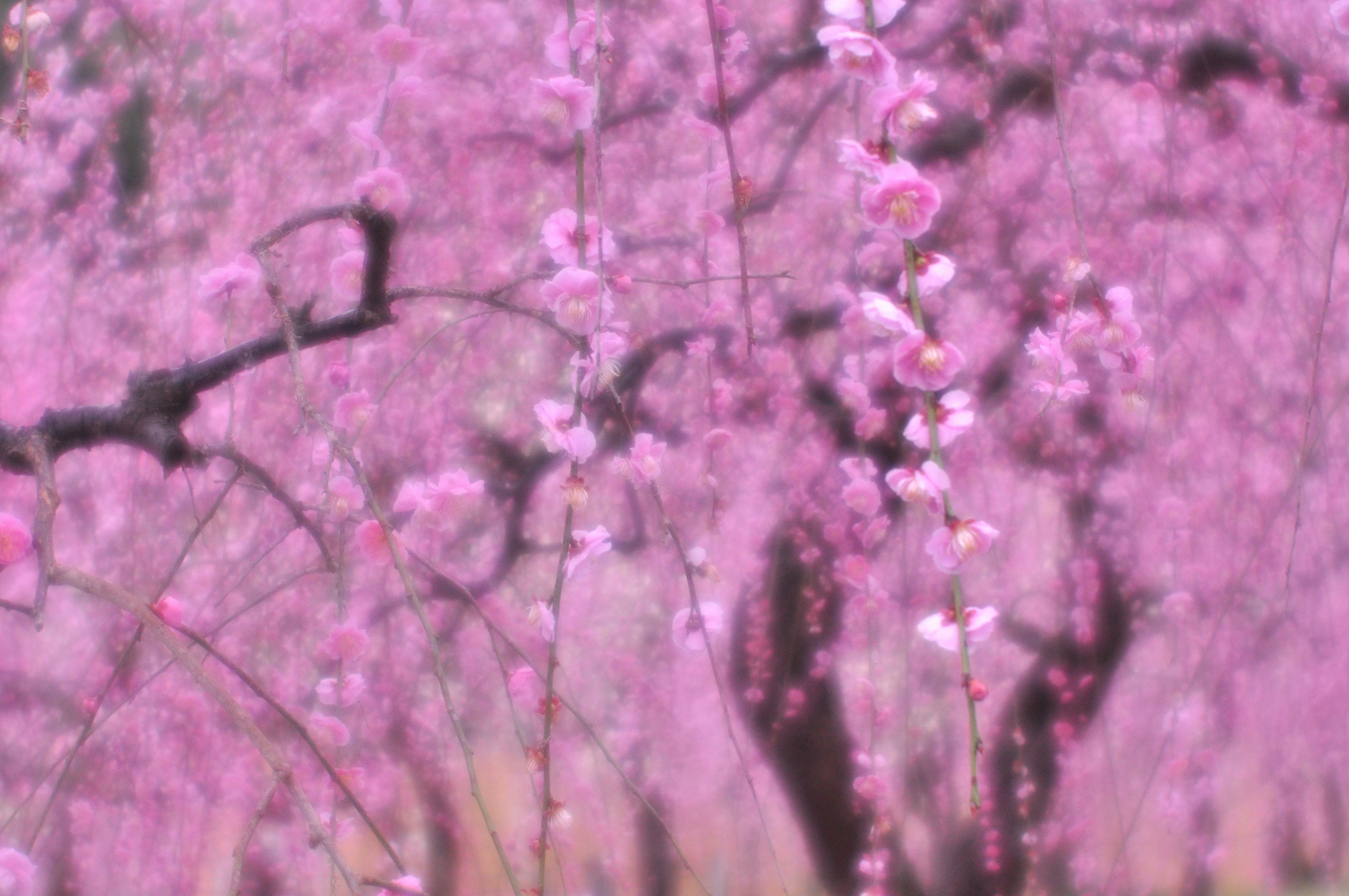 枝垂れ梅の花が咲き広がる梅林の風景