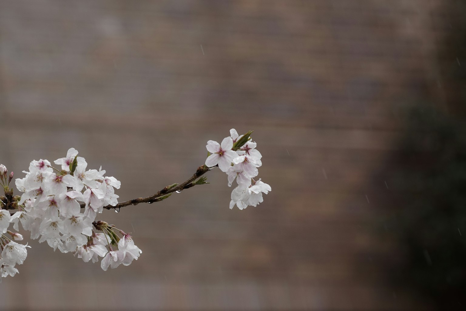 Gros plan sur une branche avec des fleurs de cerisier blanches fond brun flou