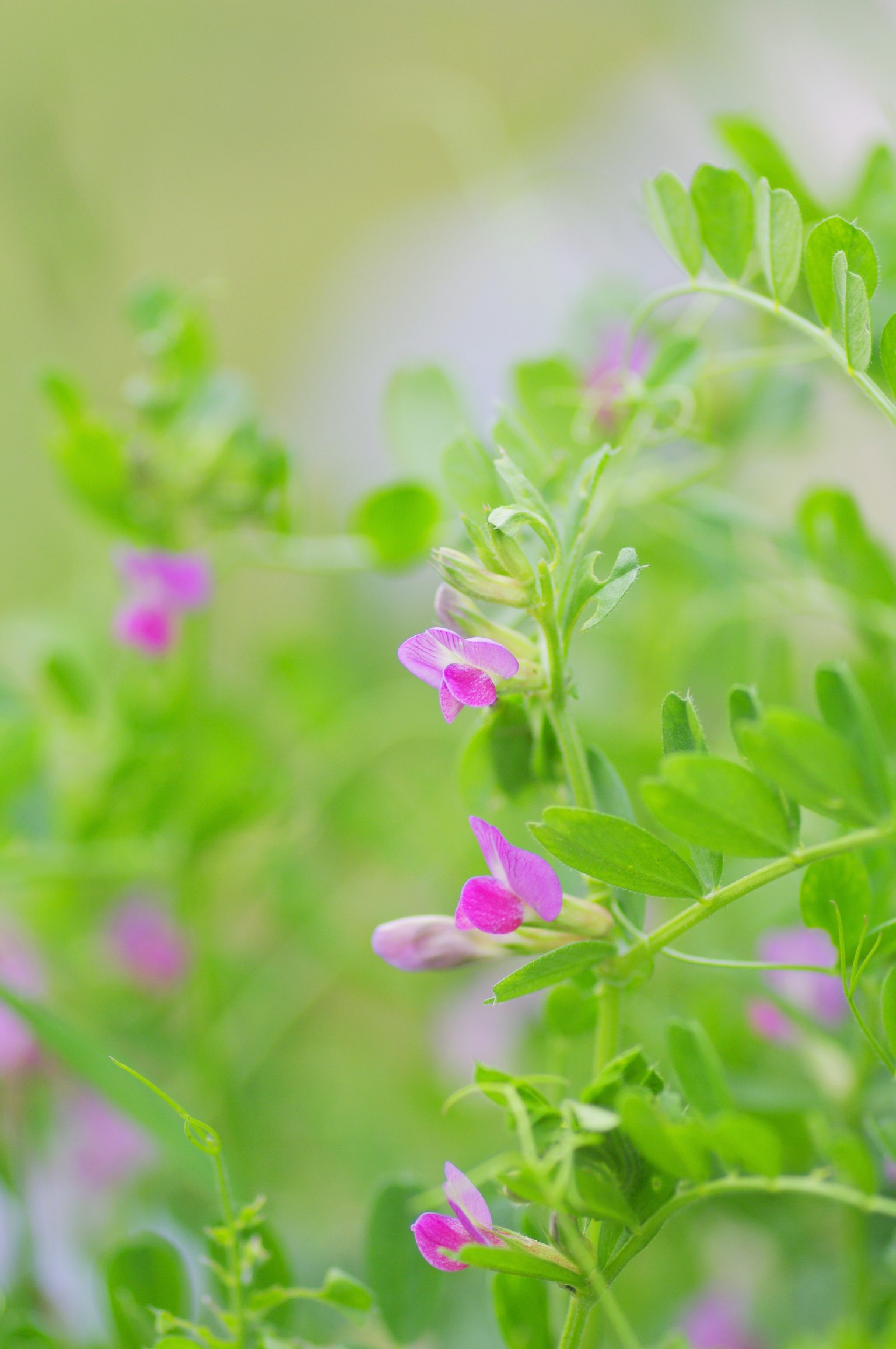 Primo piano di una pianta con foglie verdi e piccoli fiori rosa