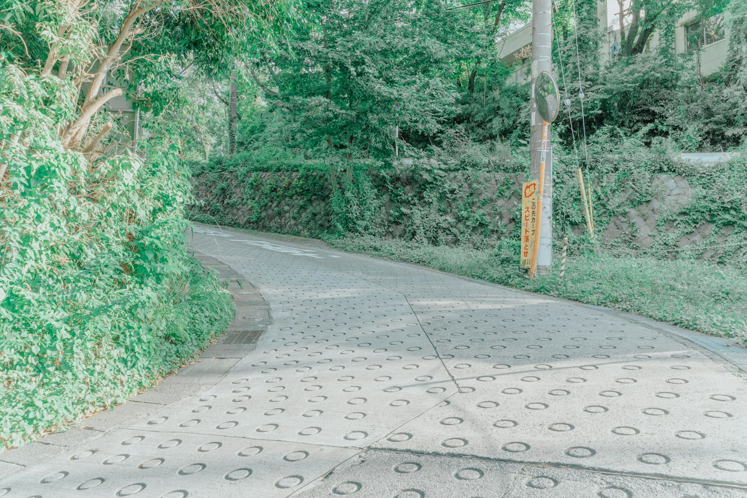 Strada curva circondata da vegetazione con un palo della luce