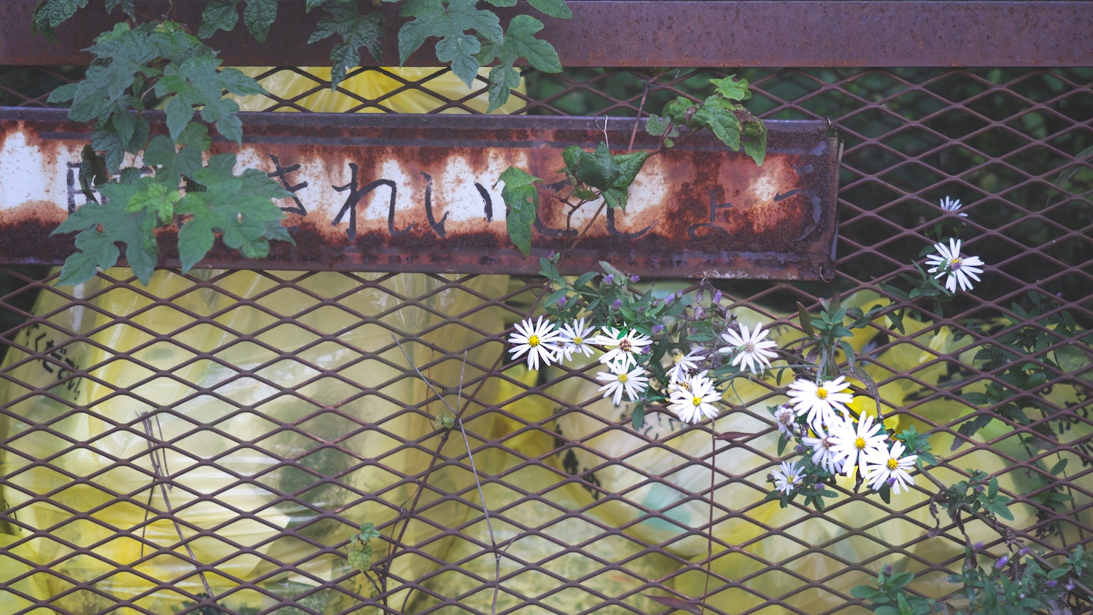 Contraste d'objets jaunes et de fleurs blanches entourés par une clôture en métal rouillé