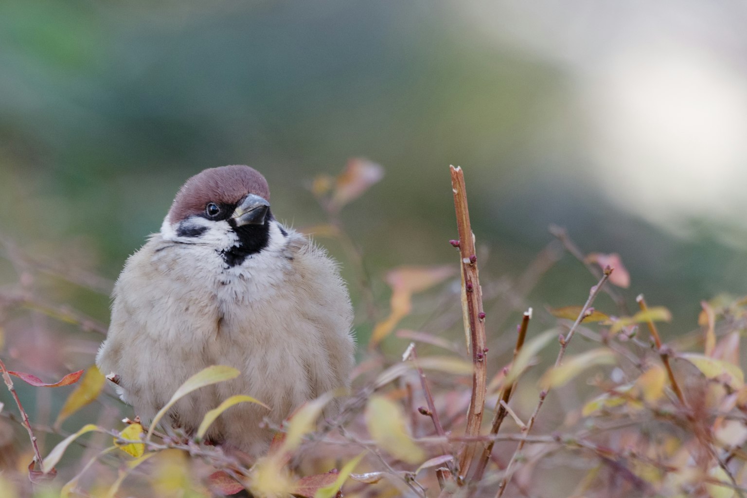 Un piccolo passero rannicchiato tra le foglie autunnali