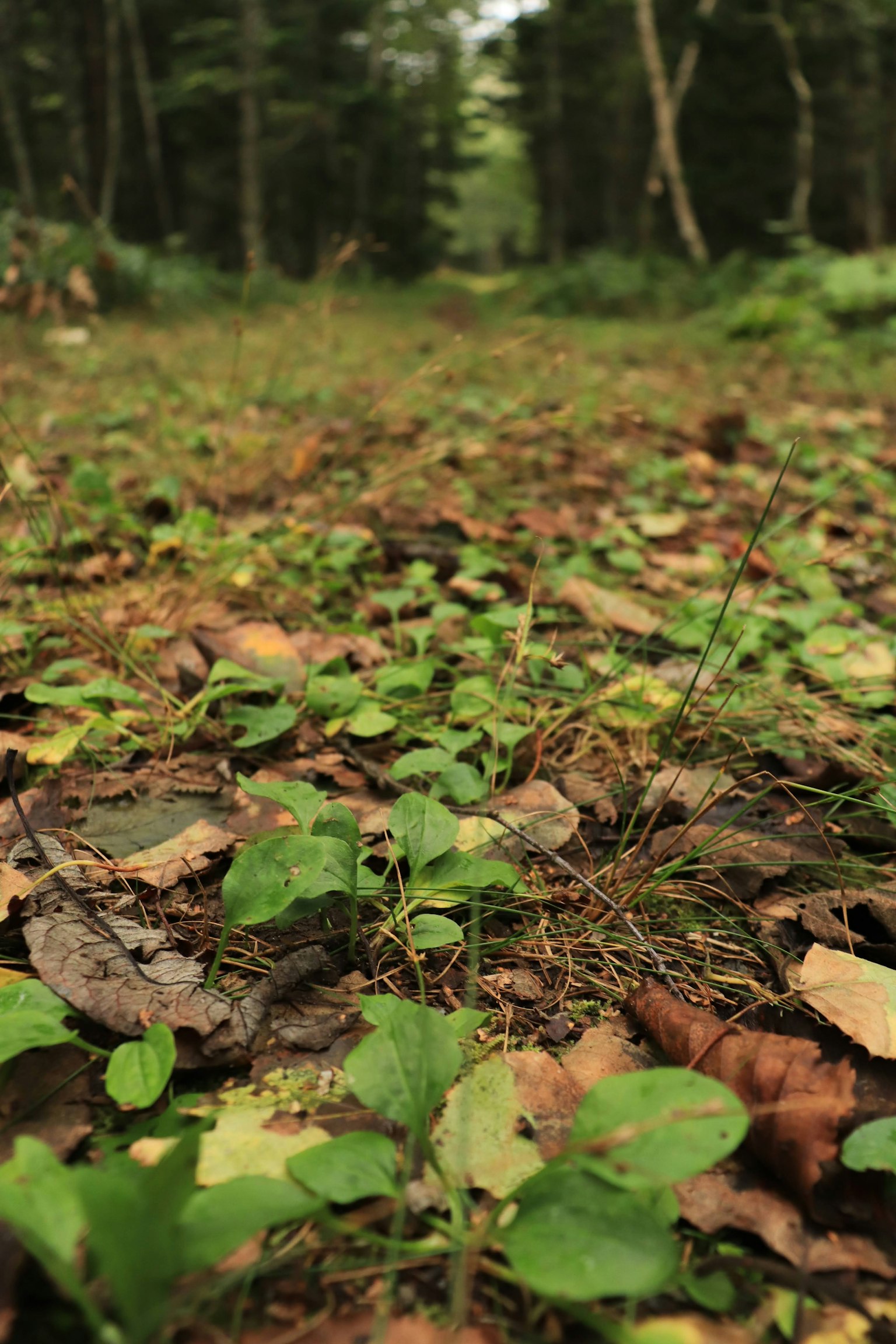 Piante verdi e foglie cadute sul terreno della foresta