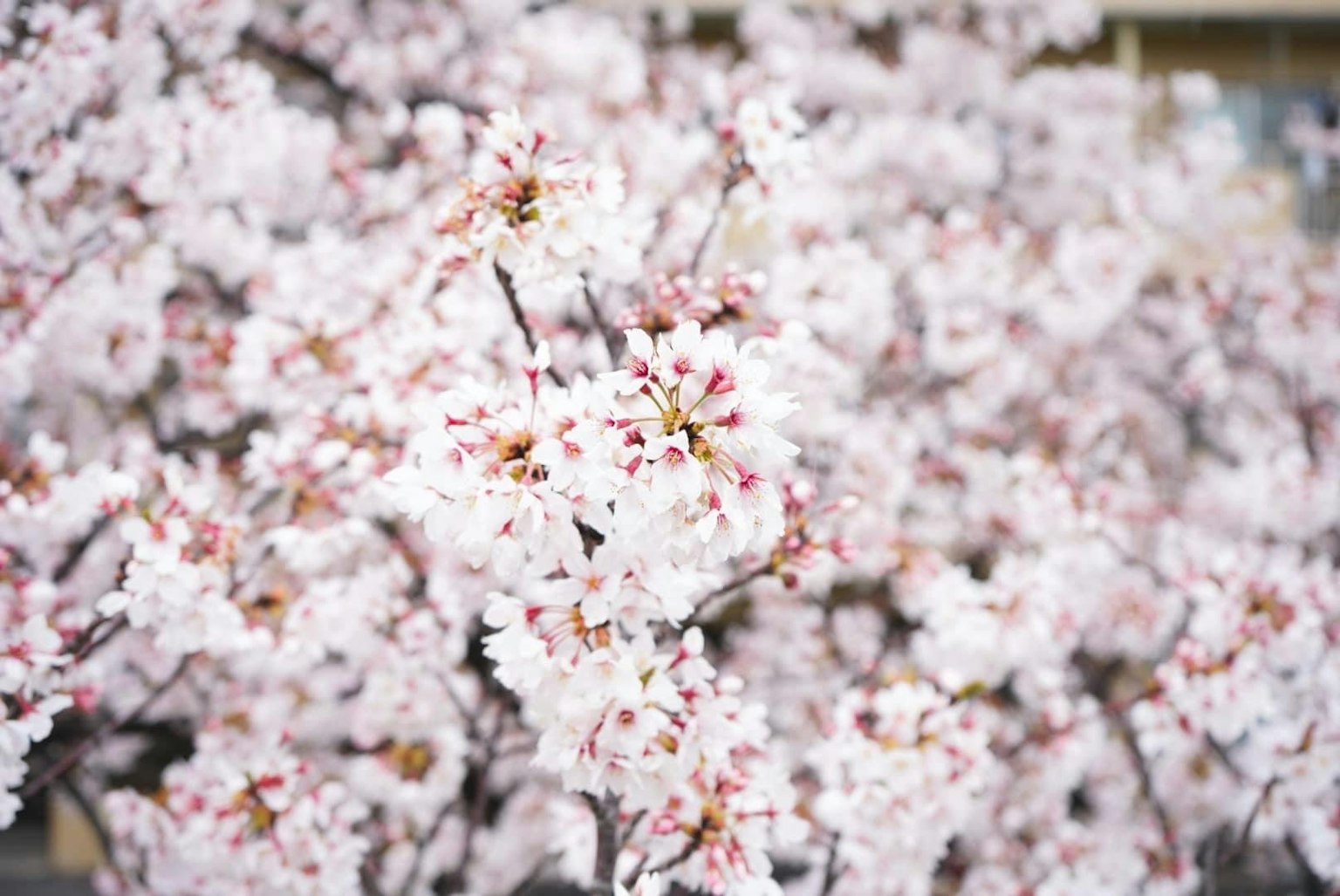 樱花树特写，白色和粉色花朵