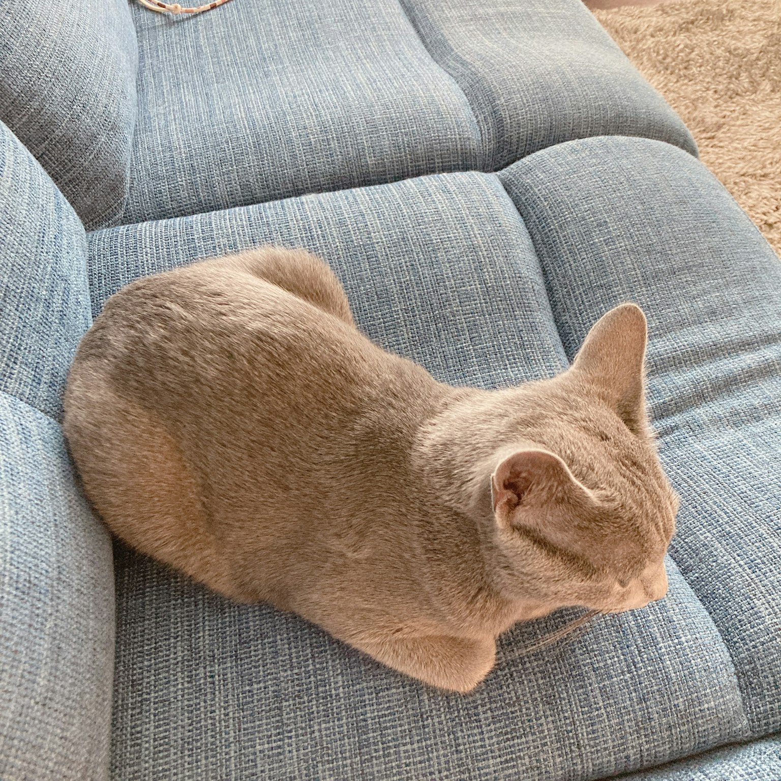 灰色猫在蓝色沙发上休息