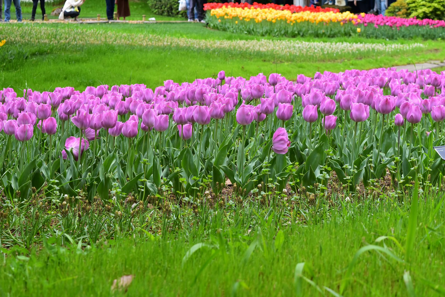 Lebendiger Tulpengarten mit rosa und orangefarbenen Blumen