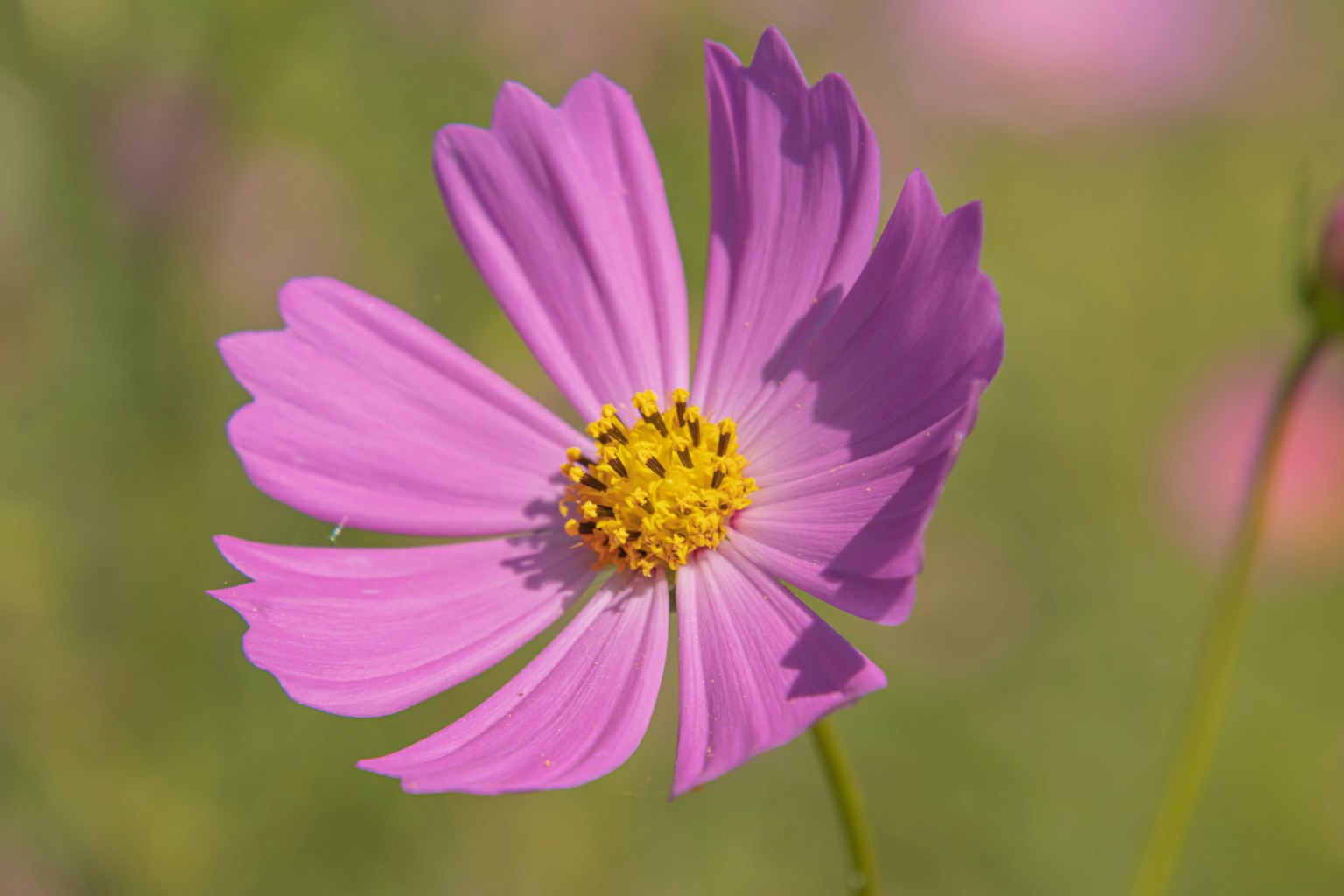 Una sola flor de cosmos rosa se destaca sobre un fondo verde difuso