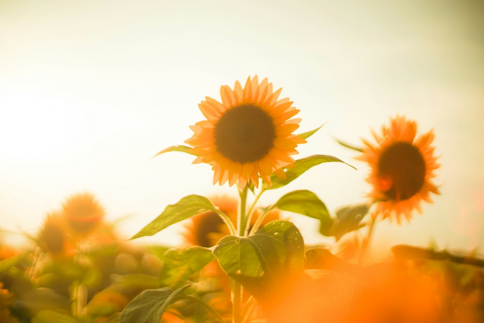 夕日に照らされたヒマワリの花畑の風景