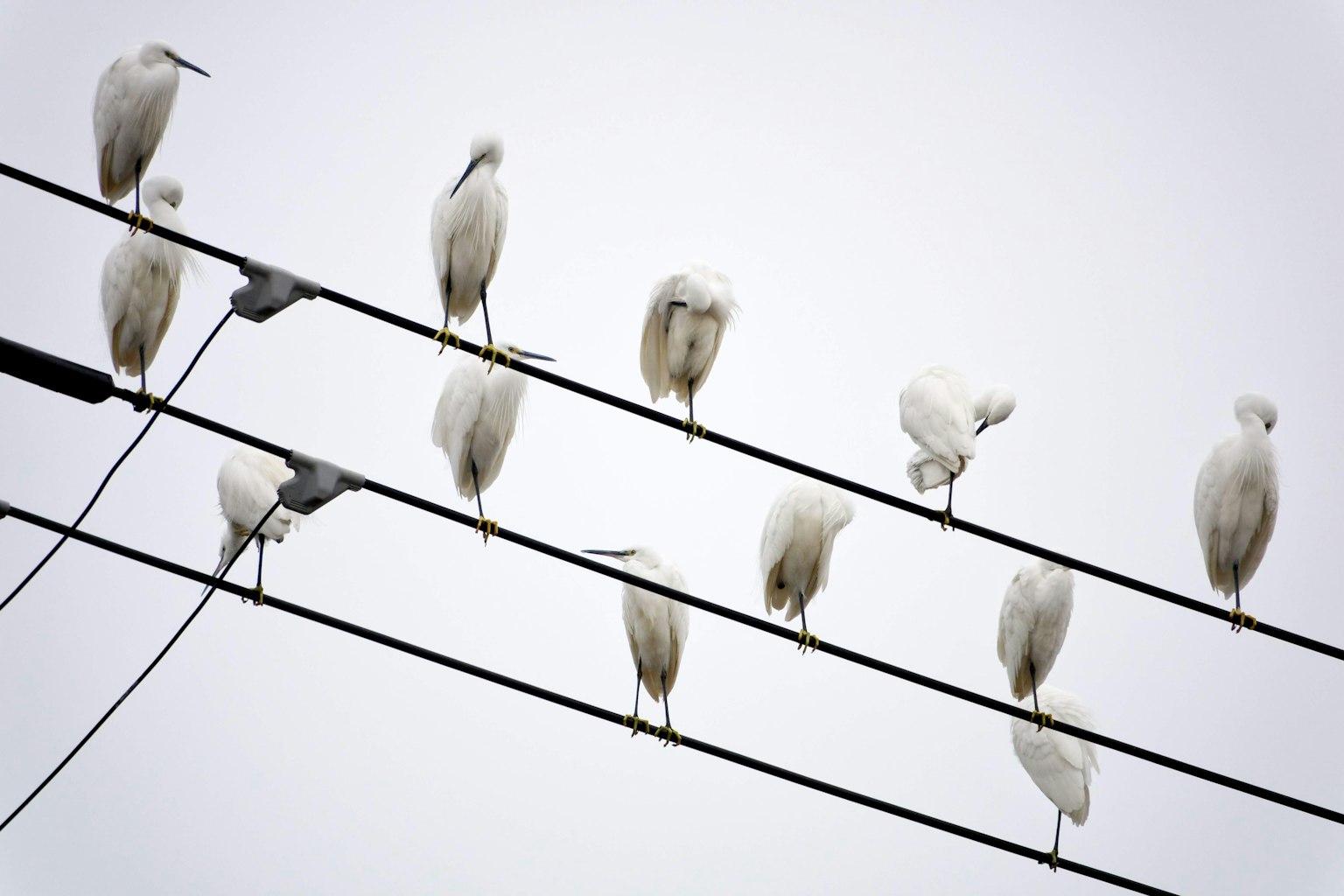 A line of white birds perched on power lines against a gray sky