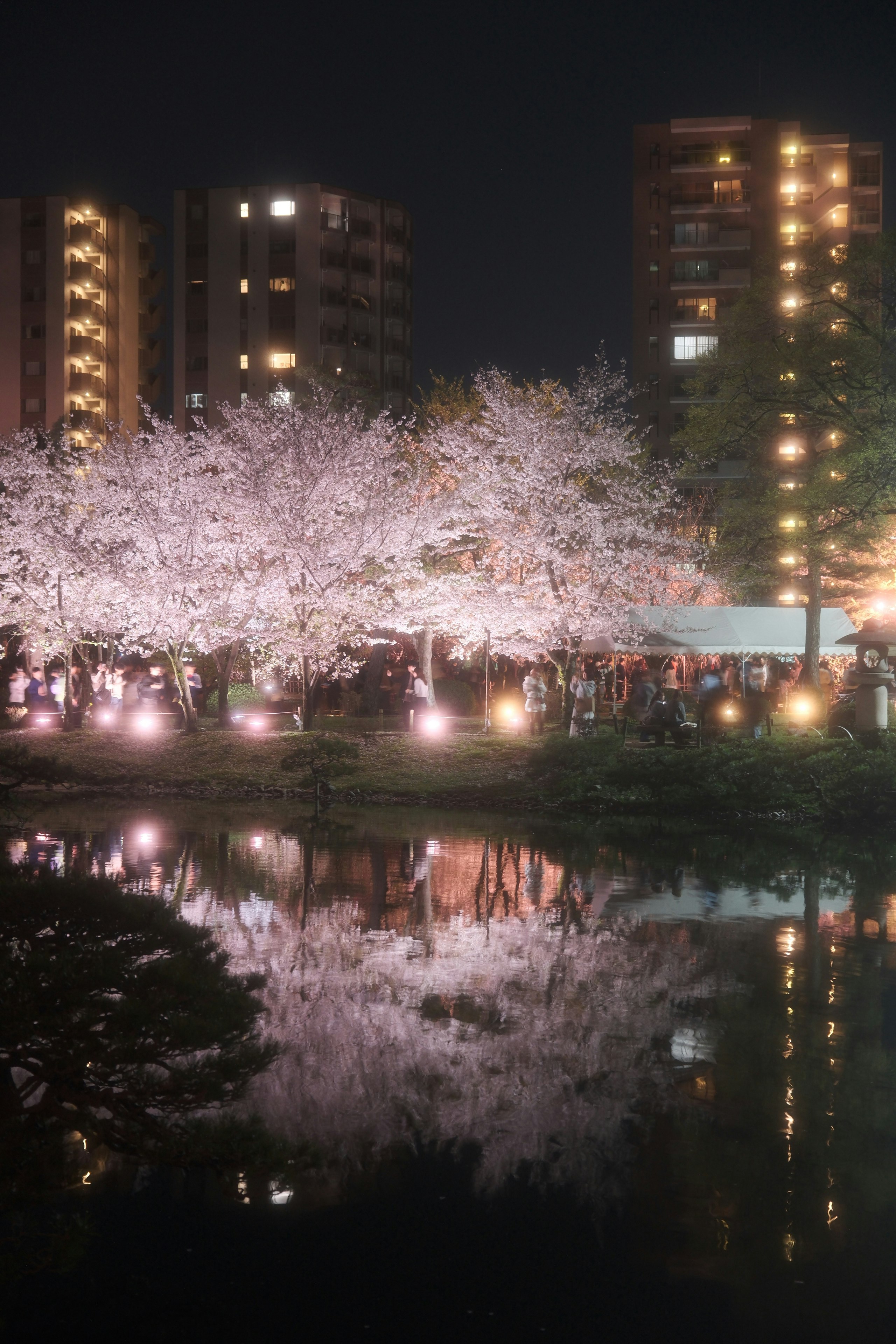 広島市の縮景園でライトアップされた夜桜と池の反射