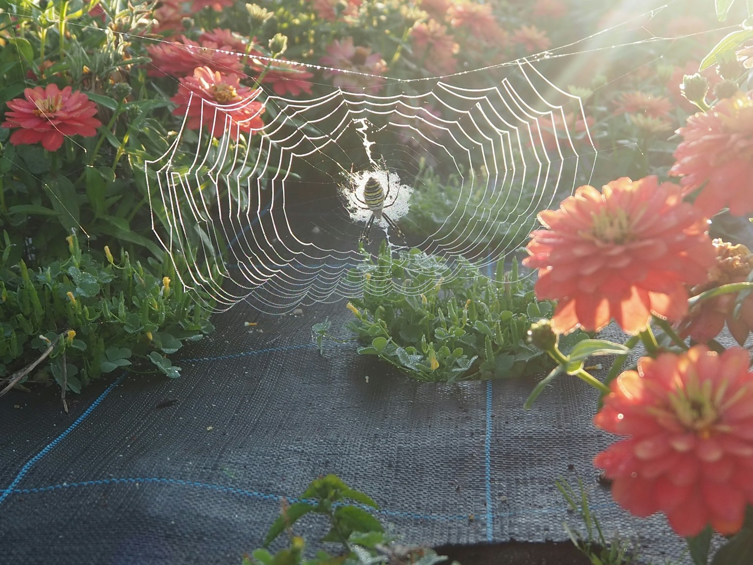 Image magnifique d'une toile d'araignée entourée de fleurs