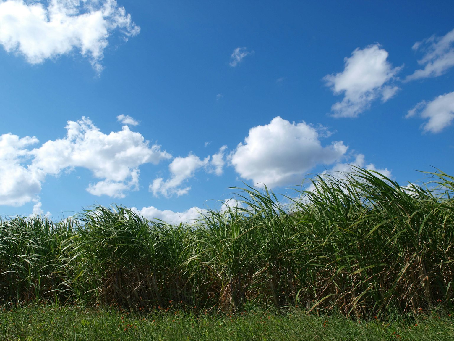 A field of sugarcane under a blue sky with fluffy white clouds