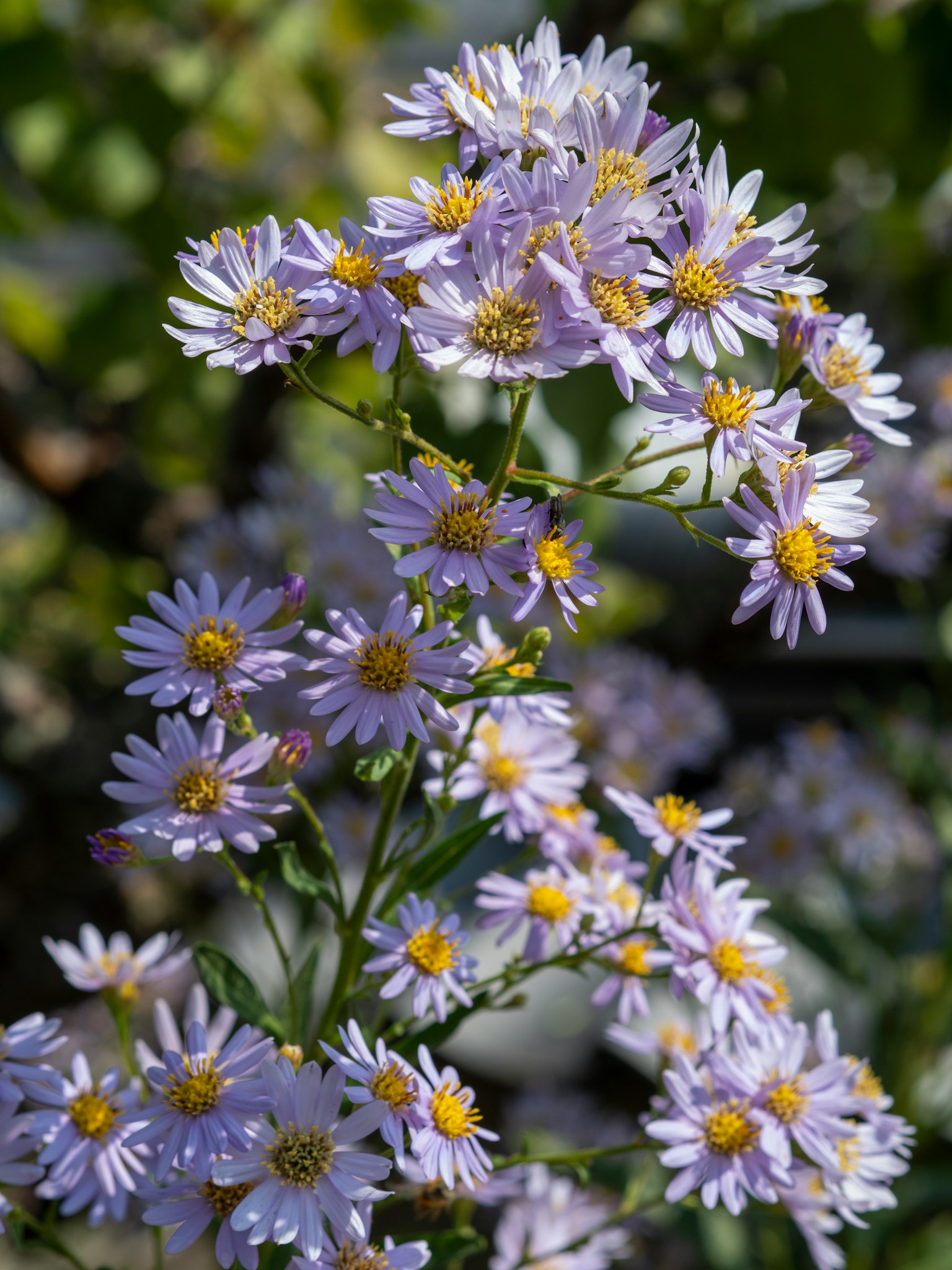 Primer plano de una planta con flores moradas claras