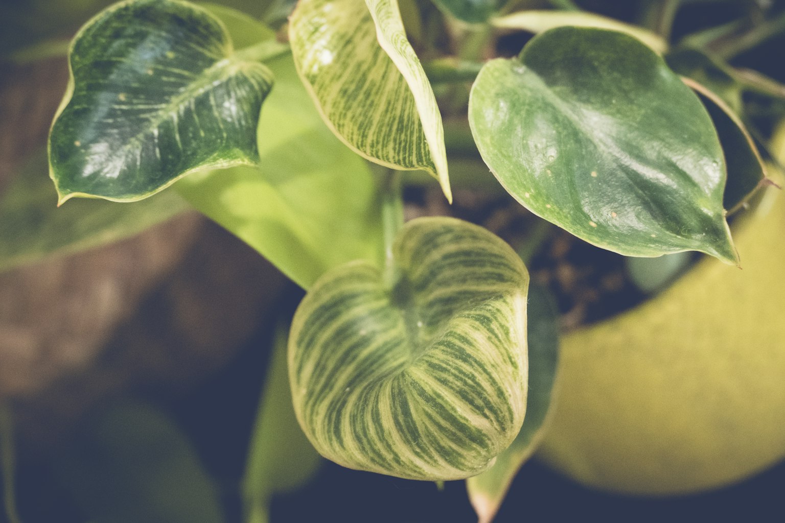 Close-up of a houseplant with distinctive green leaves