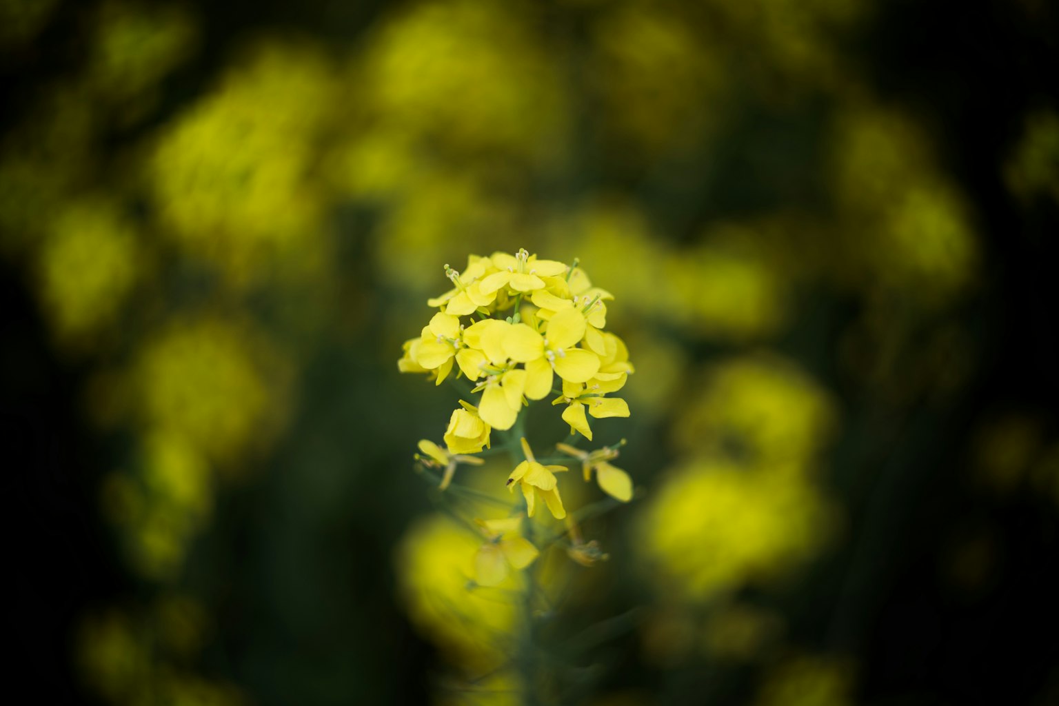Nahaufnahme von gelben Blumen mit verschwommenem Hintergrund eines Blumenfeldes