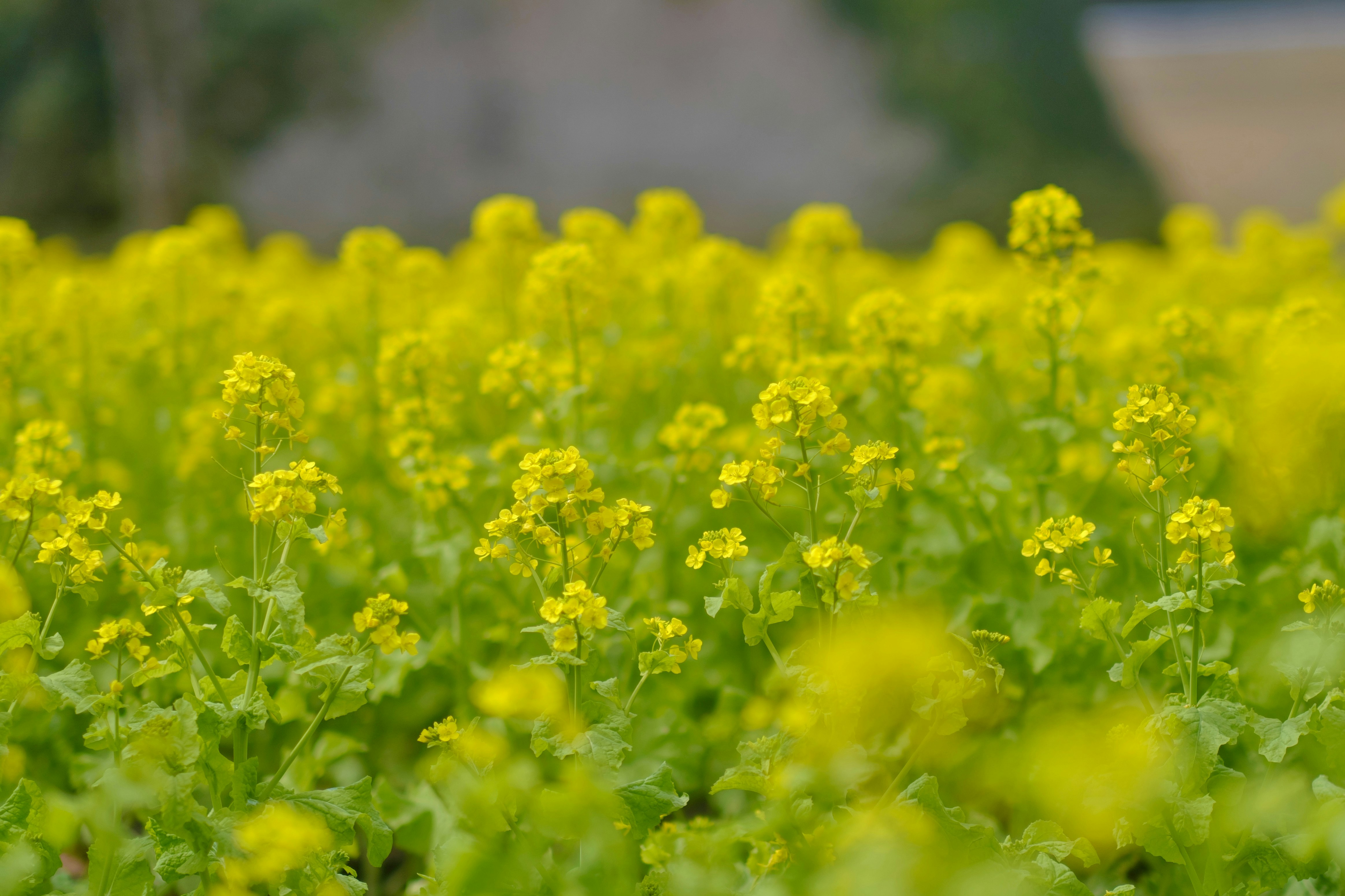 黄色い菜の花が広がる花畑の風景
