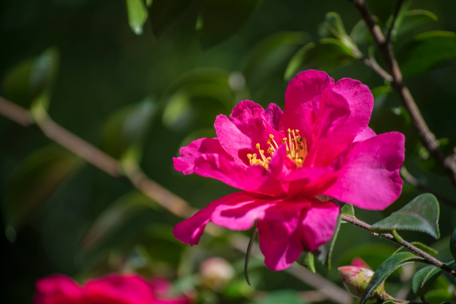 Lebendige rosa Blume, die zwischen grünen Blättern blüht