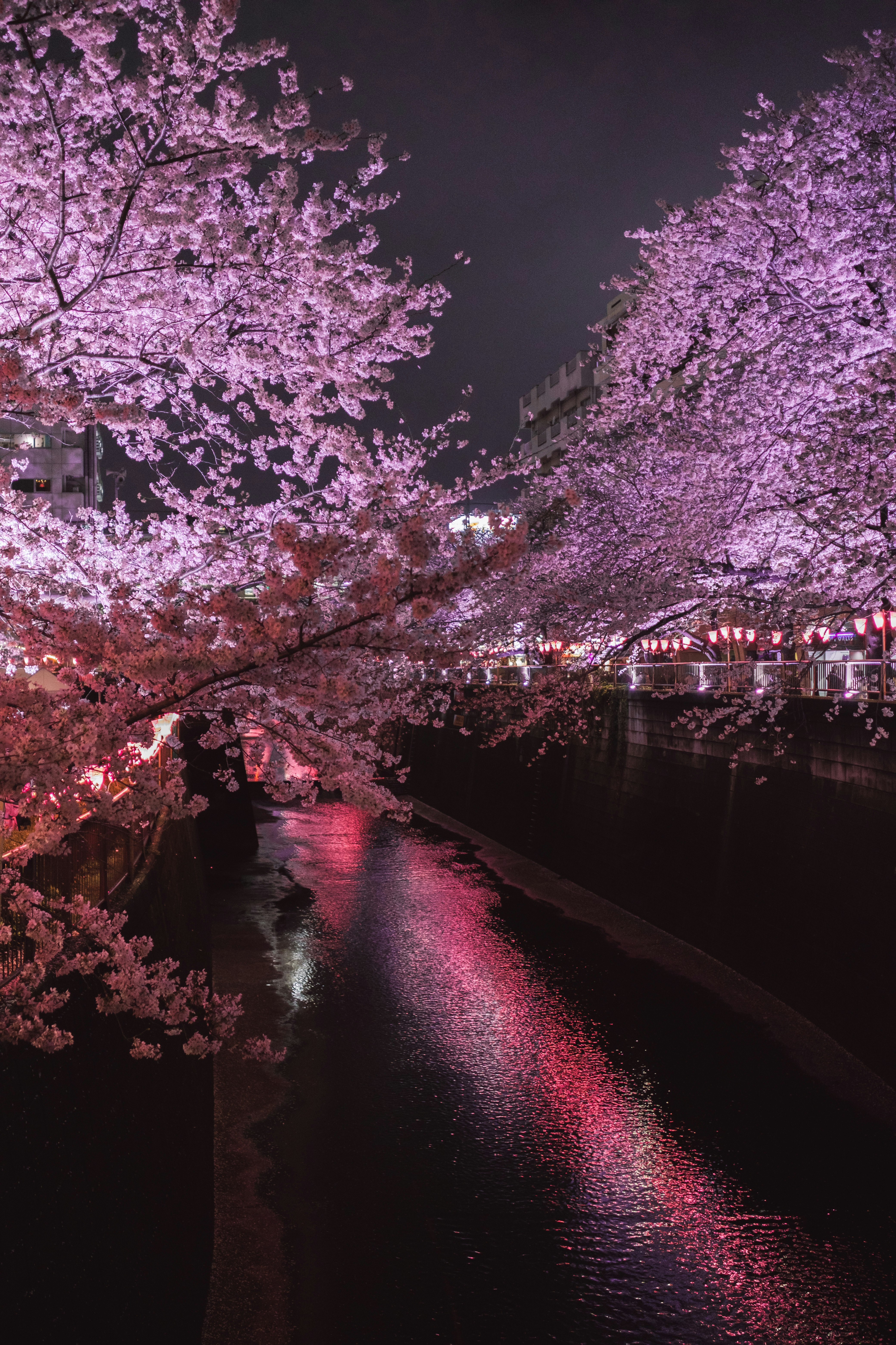 桜並木と川沿いの夜景