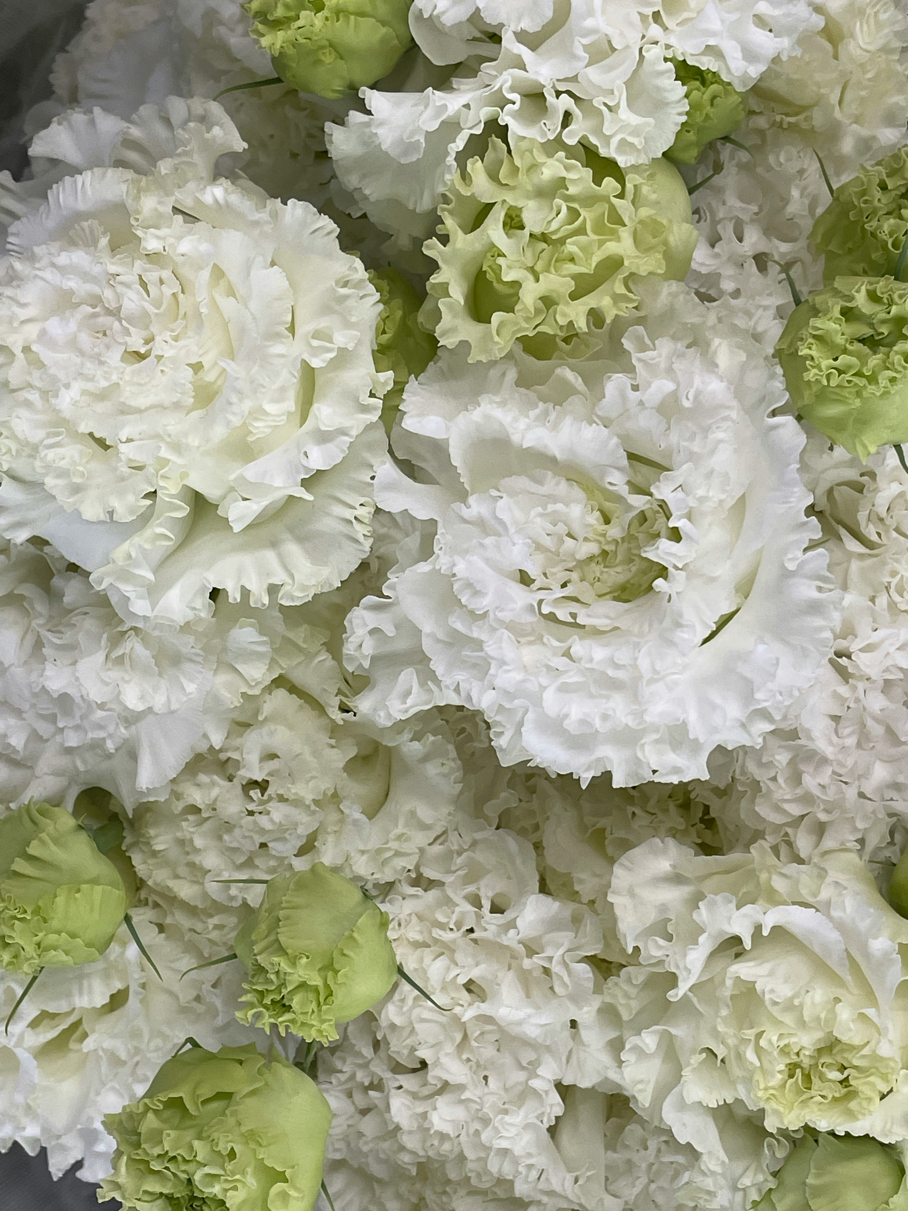 close-up of white and lime-green carnation petals