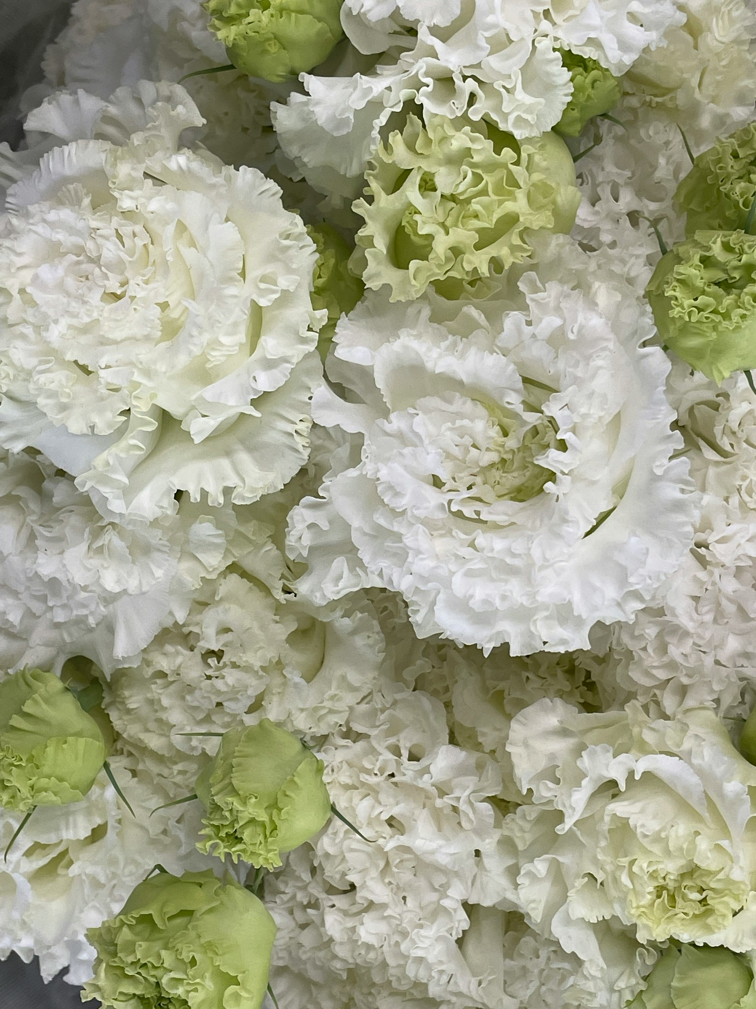 Gros plan d'un bouquet de œillets blancs et verts