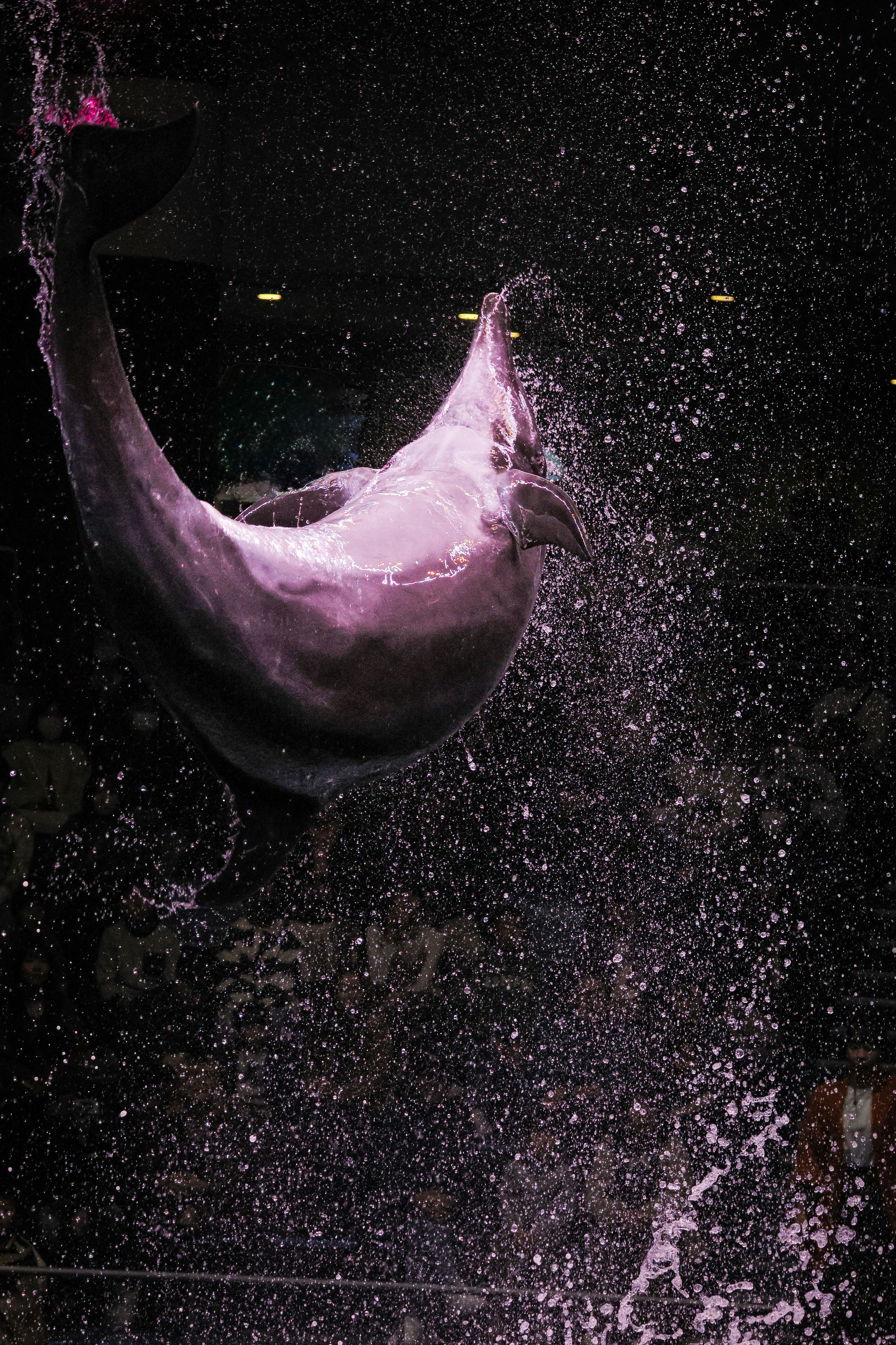 Salto di un delfino in performance con schizzi d’acqua