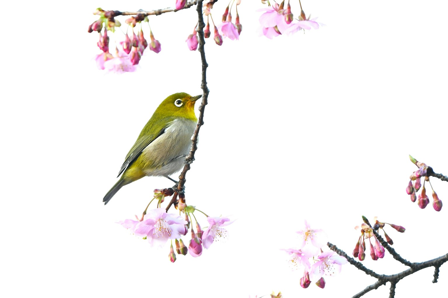 Burung kecil yang indah bertengger di bunga sakura