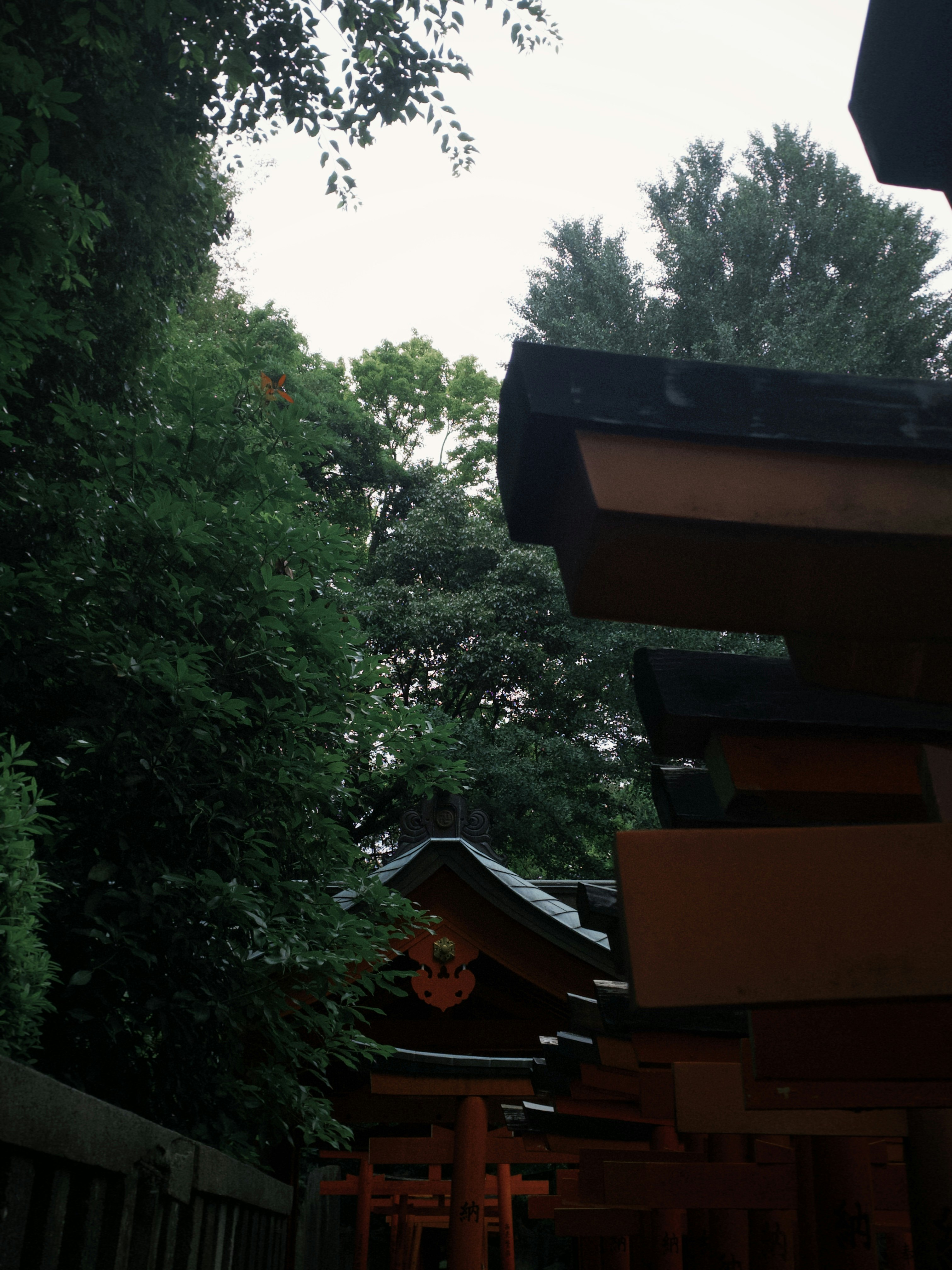 被树木环绕的鸟居与神社屋顶
