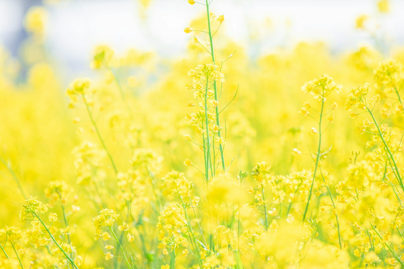 Acercamiento a un campo de flores amarillas brillantes