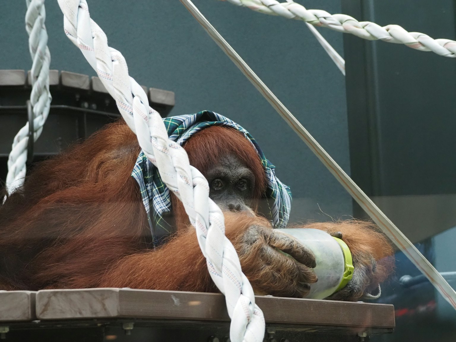 Seekor orangutan bersantai di platform dengan scarf di kepala