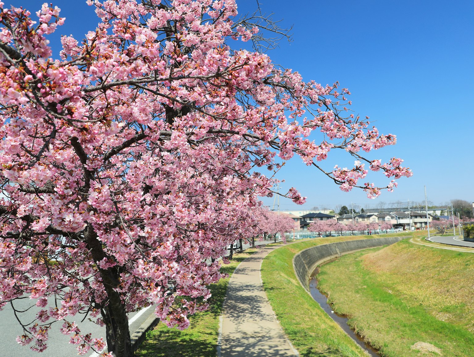 Arbre de cerisier en pleine floraison le long d'une rivière sous un ciel bleu clair