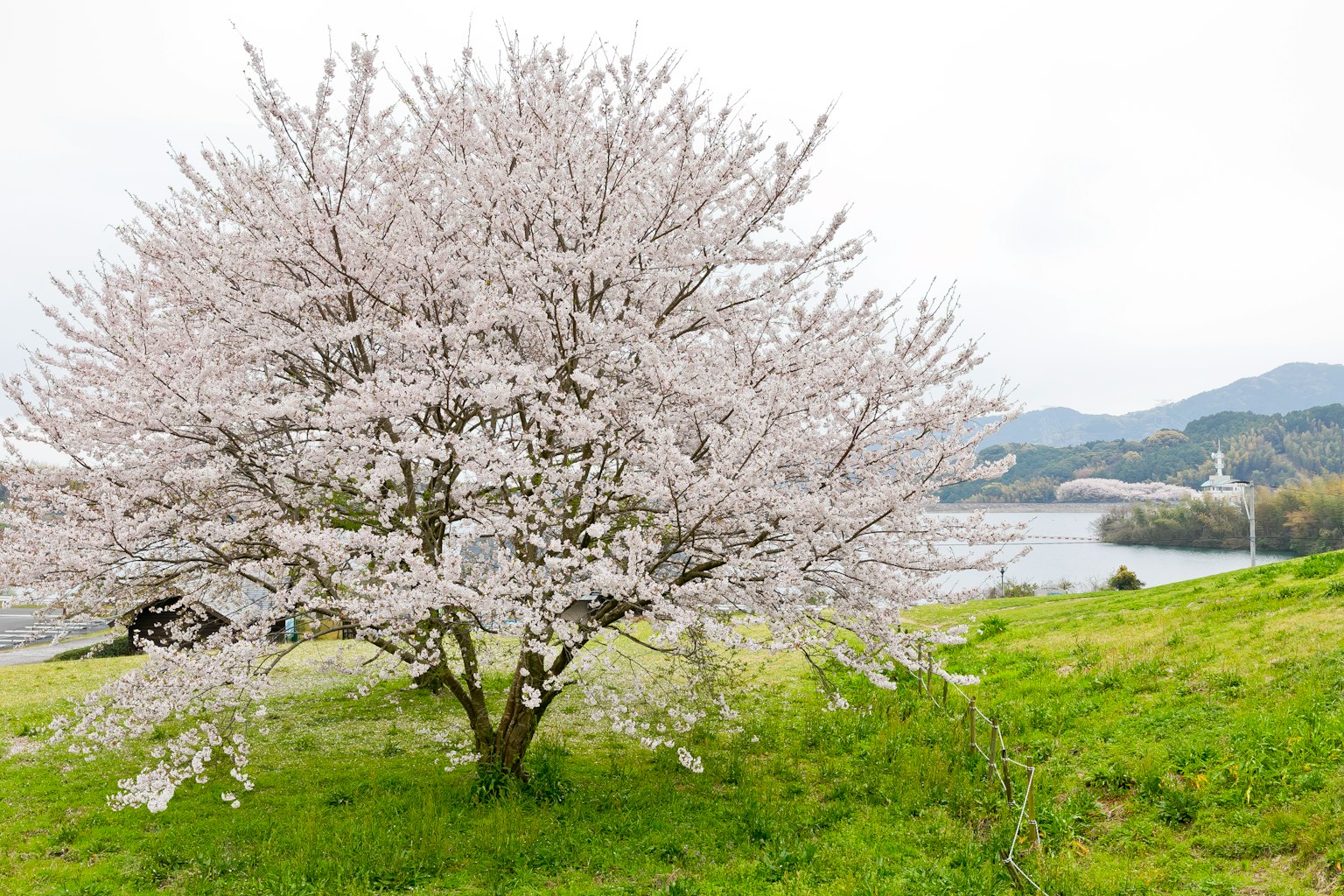 Albero di ciliegio in un campo verde vicino a un fiume