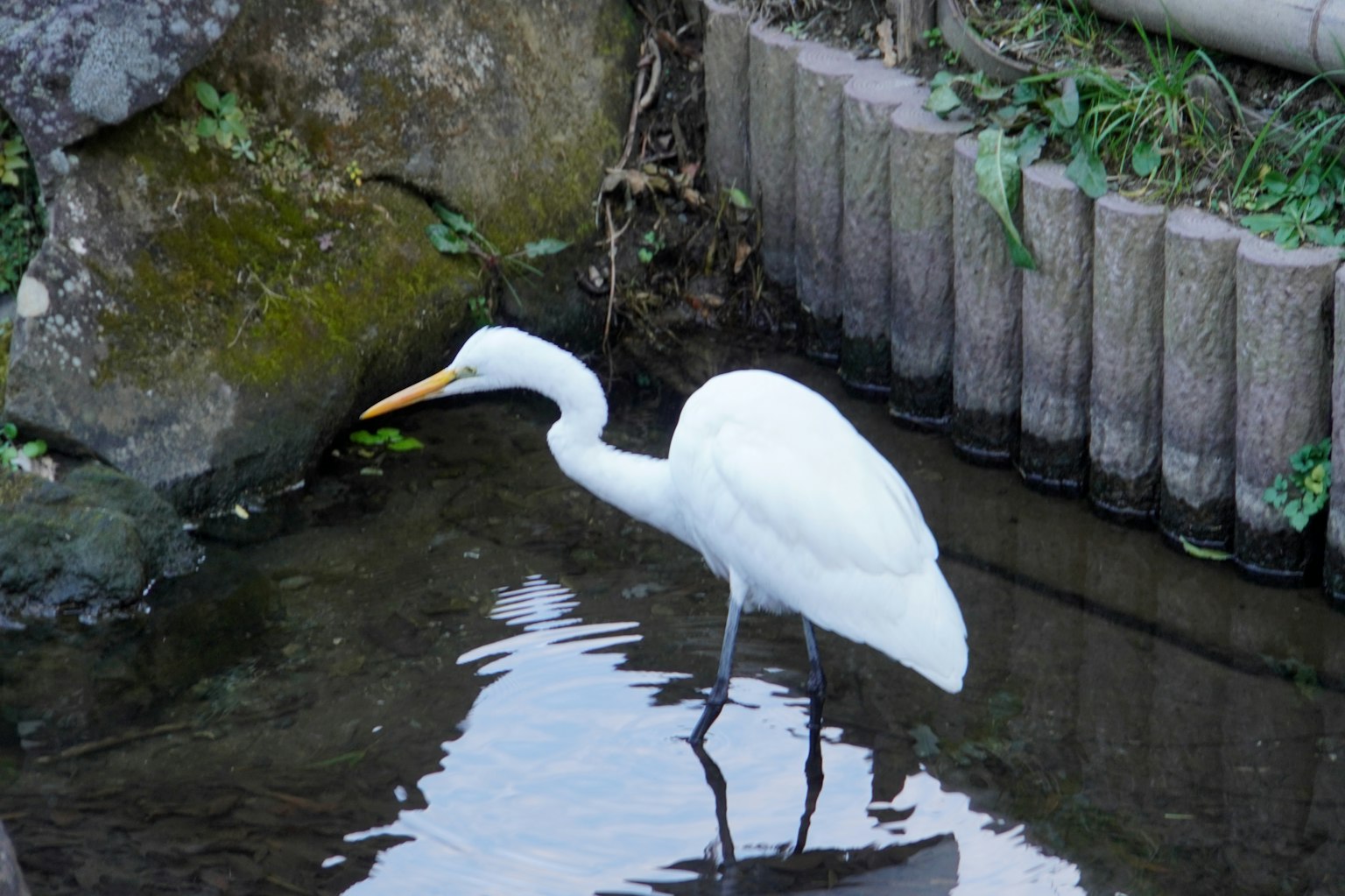 A white heron standing by the water surrounded by green plants and stones
