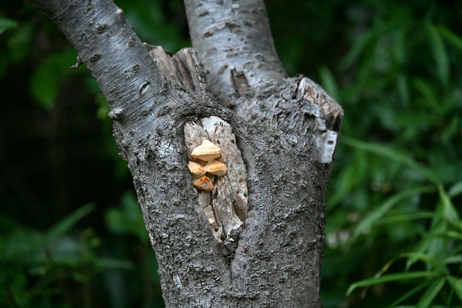 Primer plano de un tronco de árbol con un corte y piezas de madera